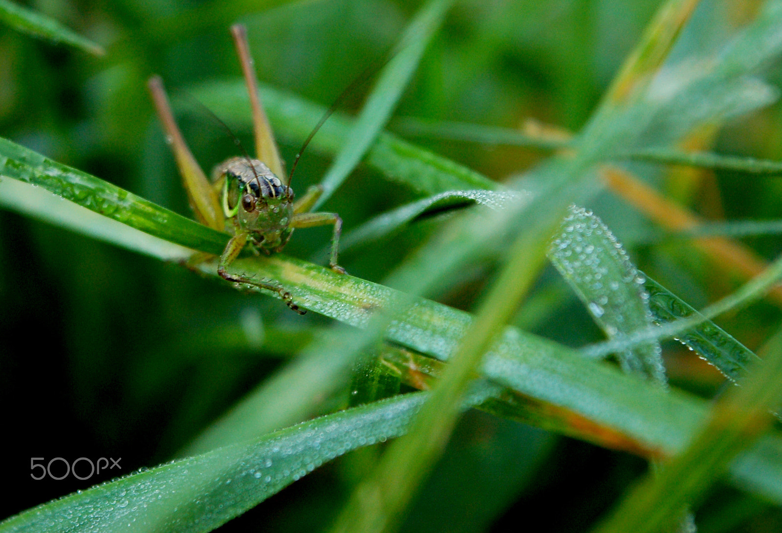 Nikon D50 sample photo. Dawn photography