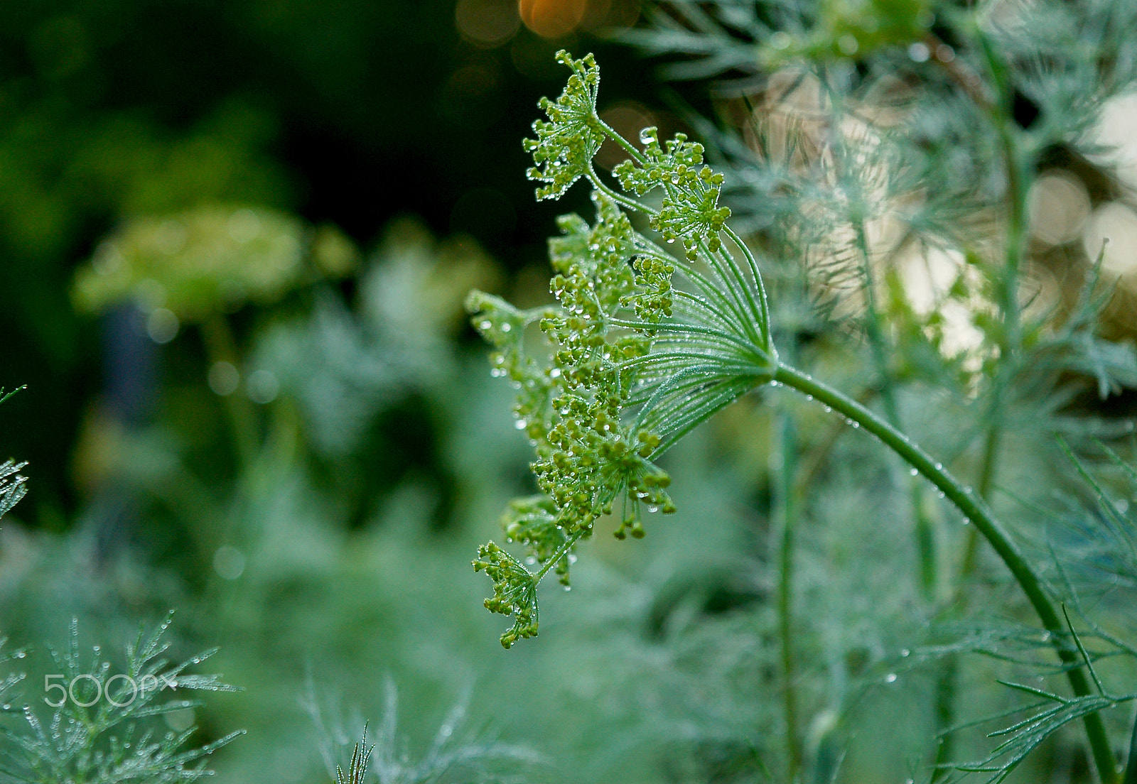 Nikon D50 sample photo. Dawn photography