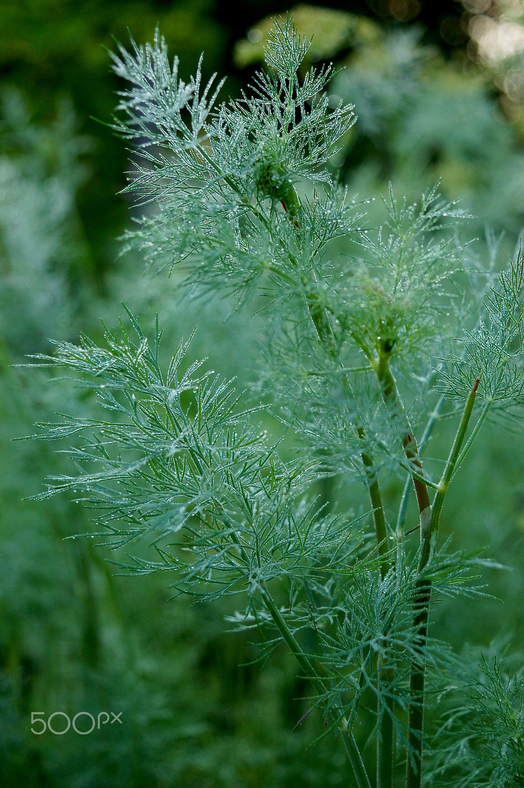 Nikon D50 sample photo. Dawn photography