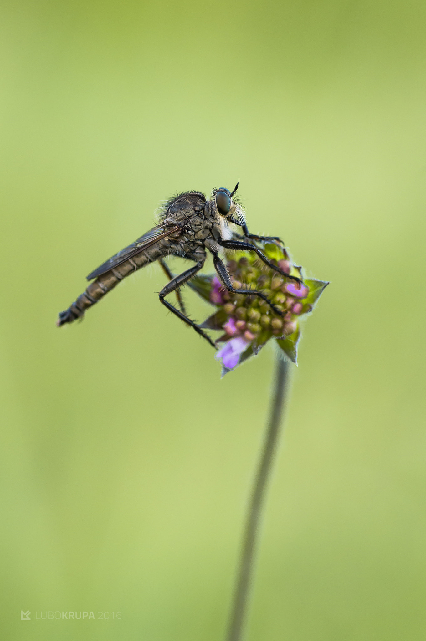 Pentax K-r + Tamron SP AF 90mm F2.8 Di Macro sample photo. Asilidae sp photography