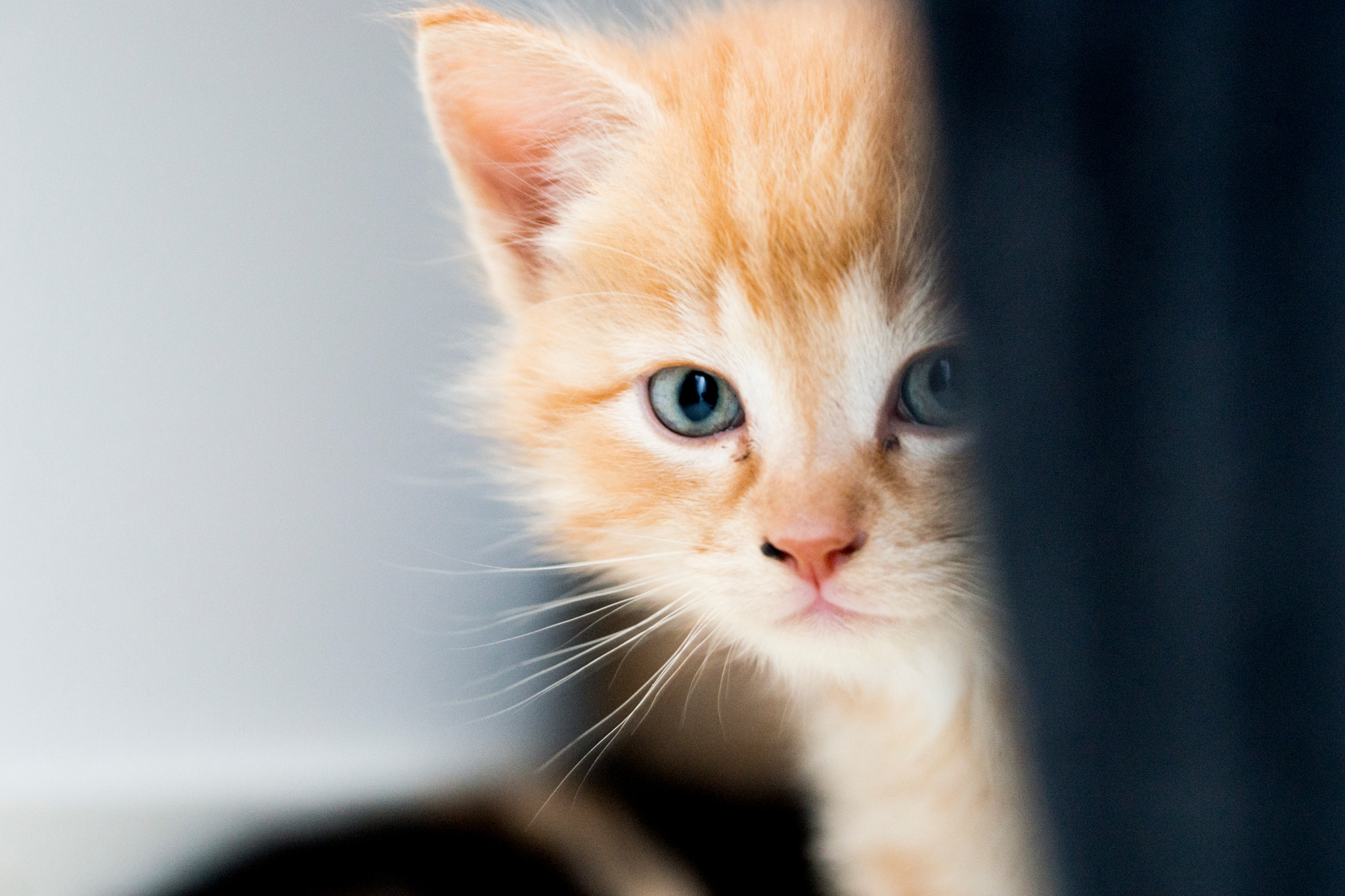 Sony a99 II + 90mm F2.8 Macro SSM sample photo. Pickaboo photography