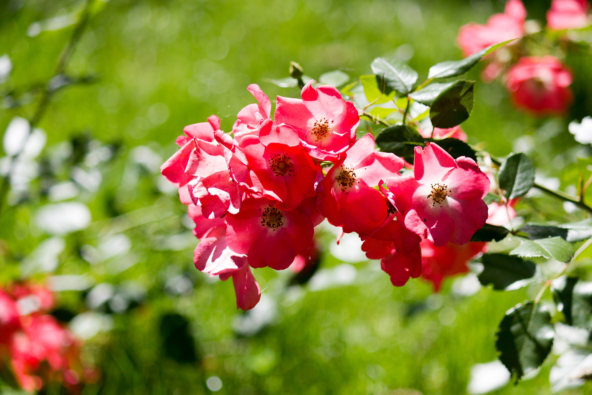 Canon EOS 550D (EOS Rebel T2i / EOS Kiss X4) sample photo. *** photography