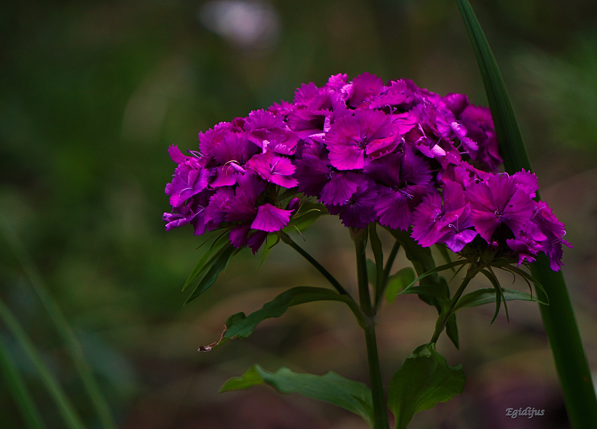 Sony E 55-210mm F4.5-6.3 OSS sample photo. M photography