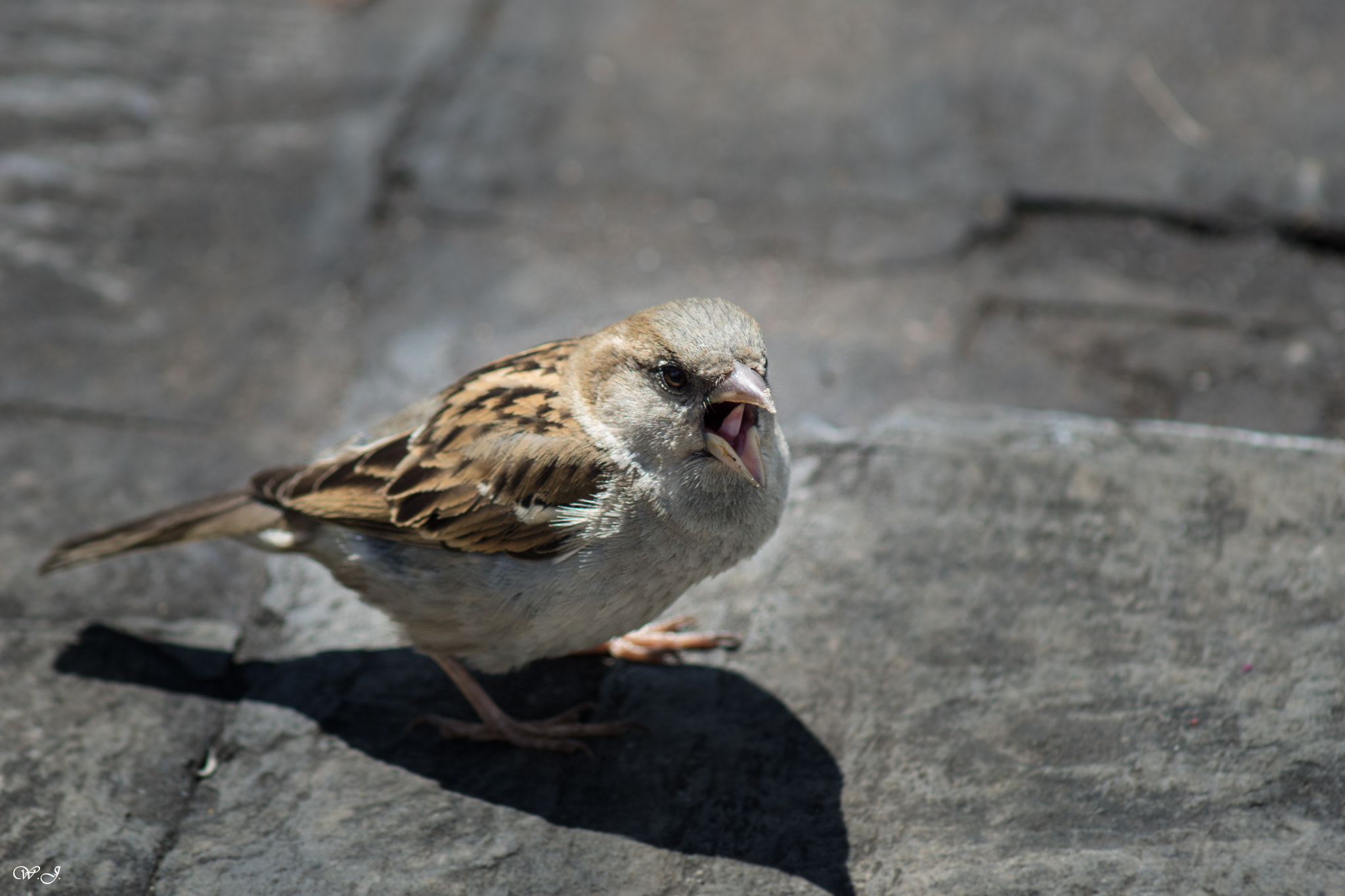 Sony 75-300mm F4.5-5.6 sample photo. Sparrow photography