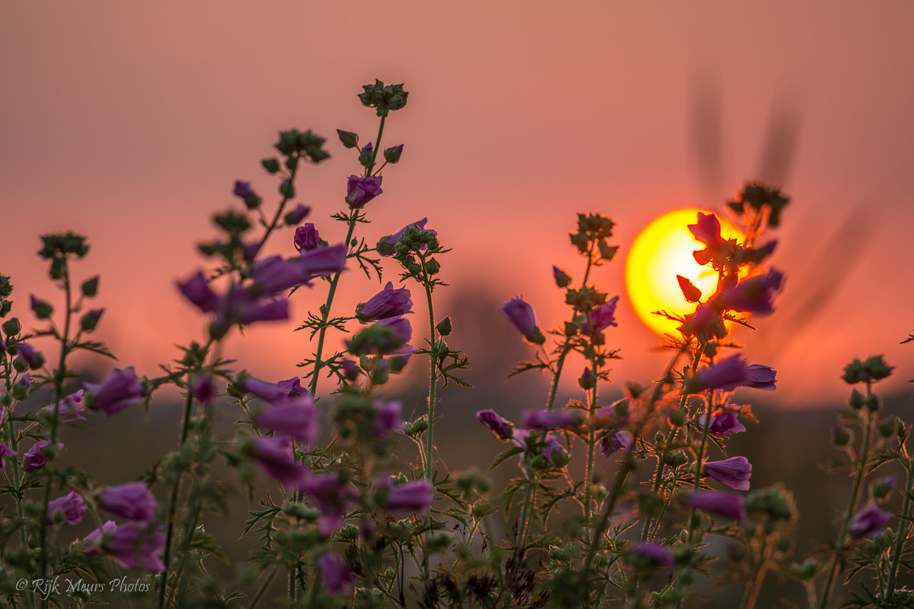 Nikon AF-S Nikkor 70-200mm F4G ED VR sample photo. A midsummer evening's dream photography