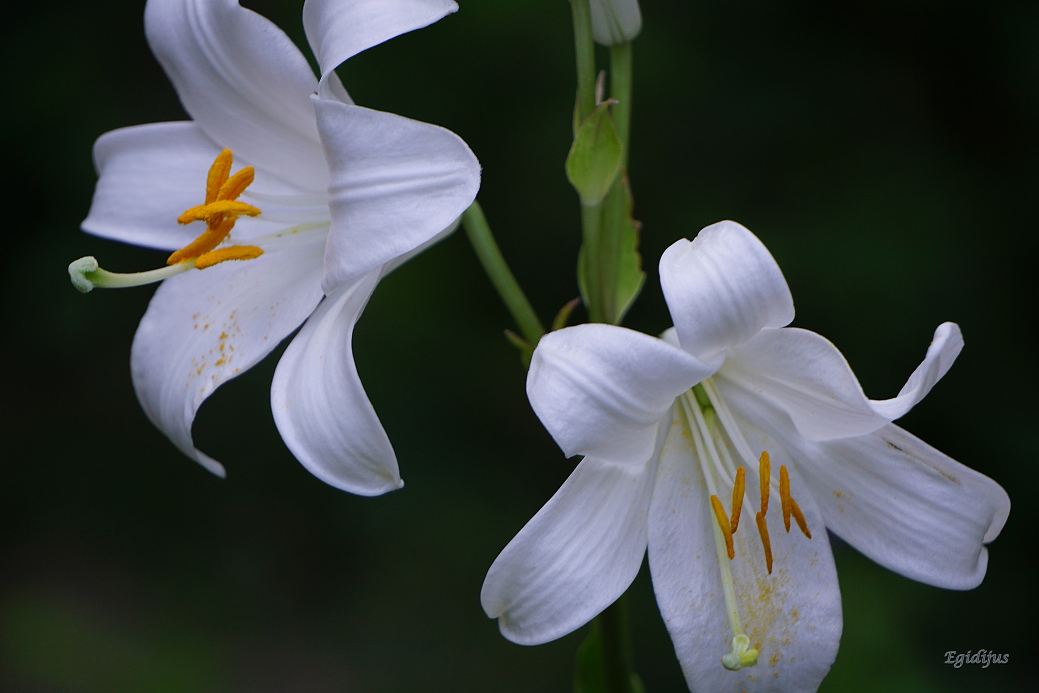 Sony E 55-210mm F4.5-6.3 OSS sample photo. M photography