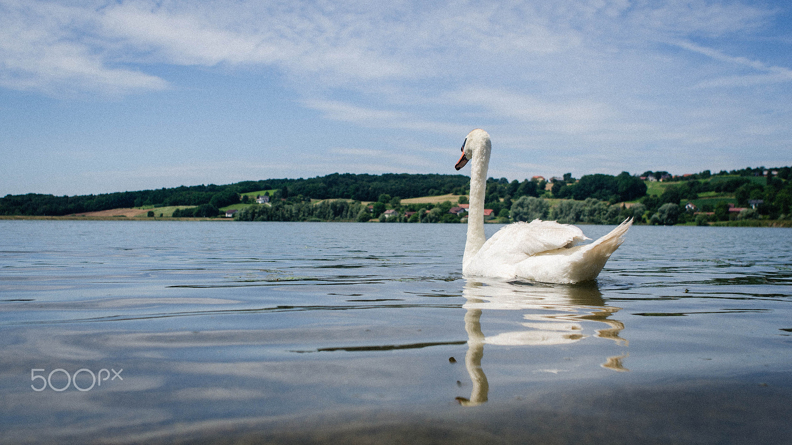 Nikon D7000 + AF Nikkor 24mm f/2.8 sample photo. Swan photography