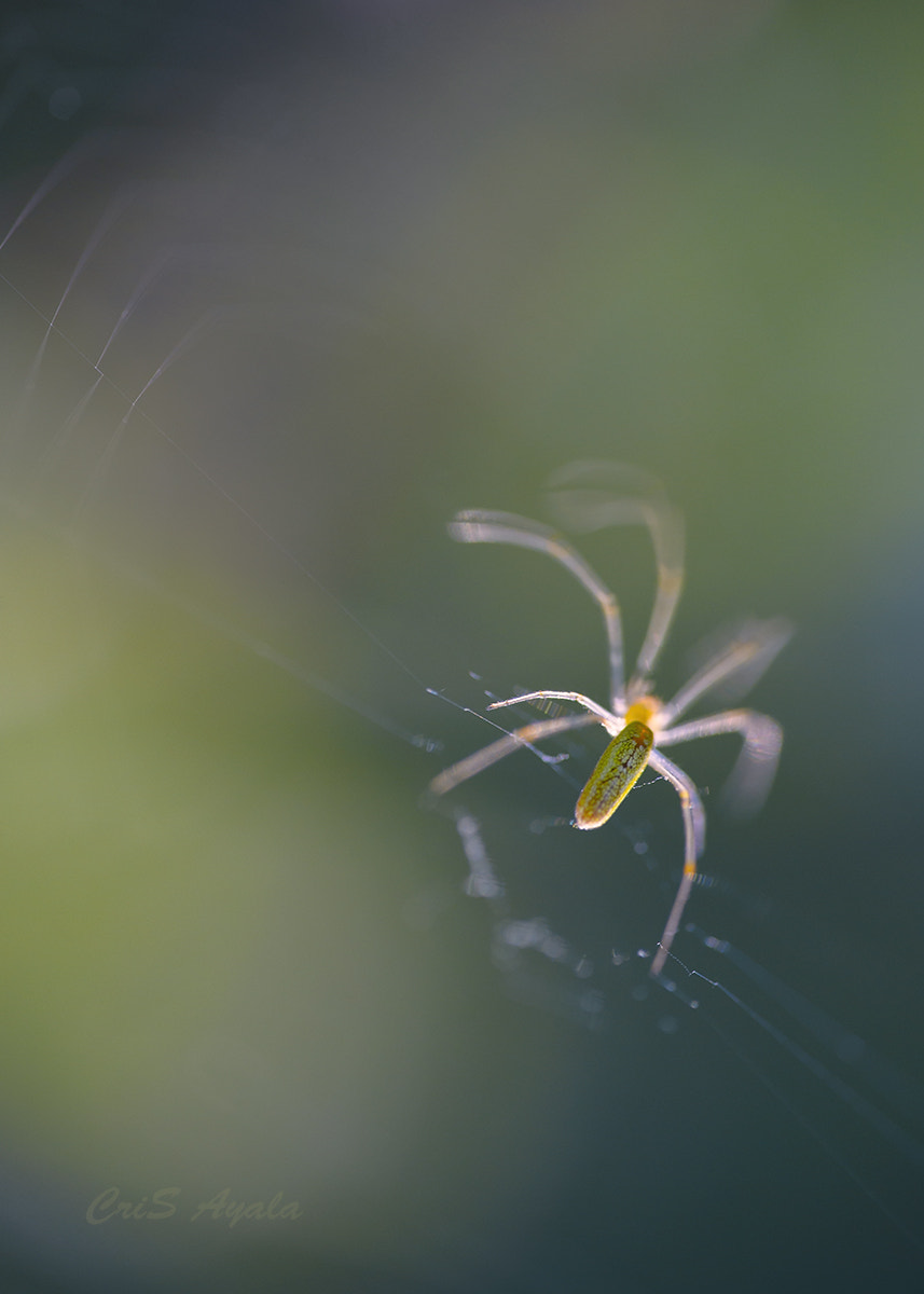 Nikon D4 sample photo. Shining spider photography