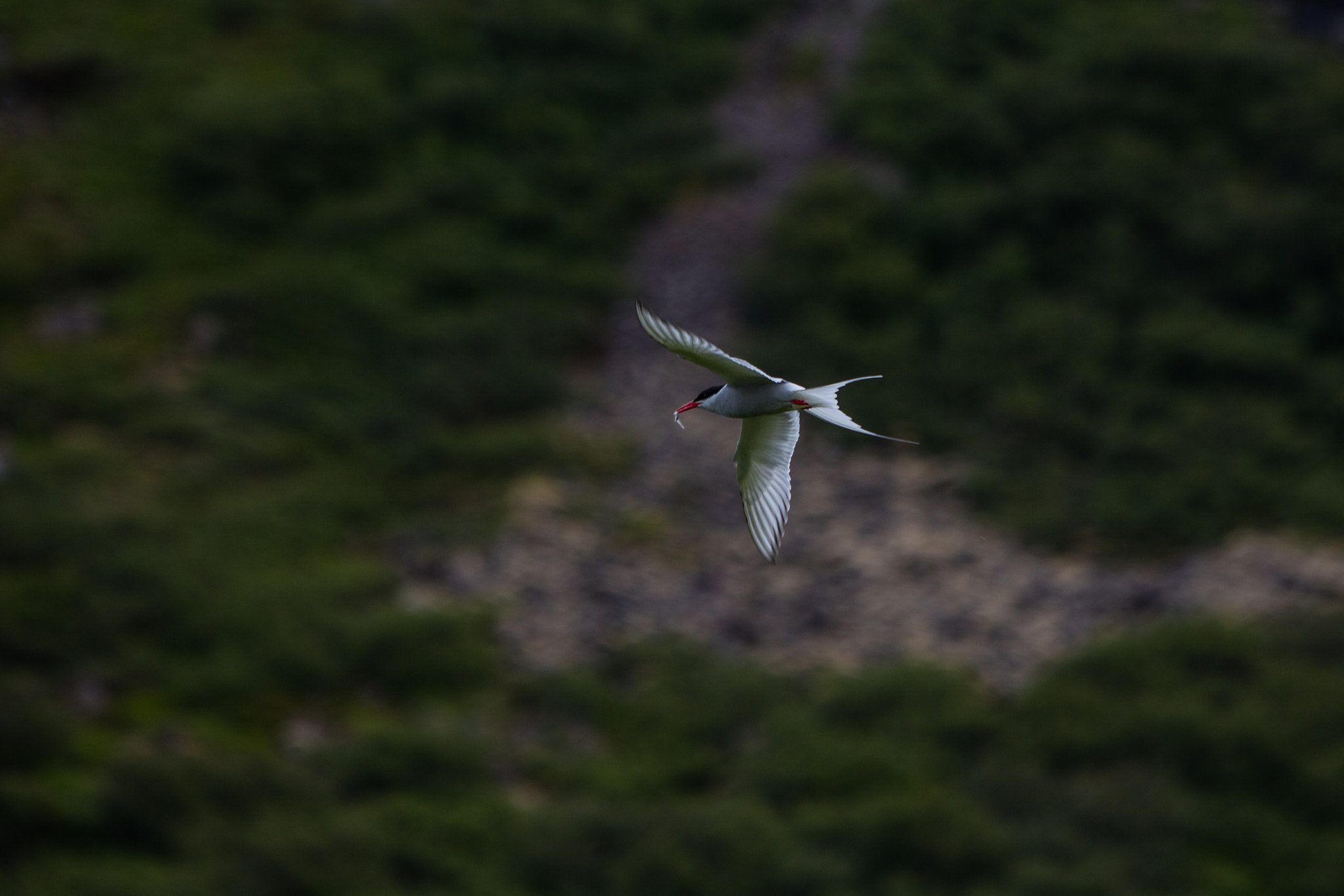 Canon EF 70-200mm F2.8L IS USM sample photo. Seeschwalbe photography
