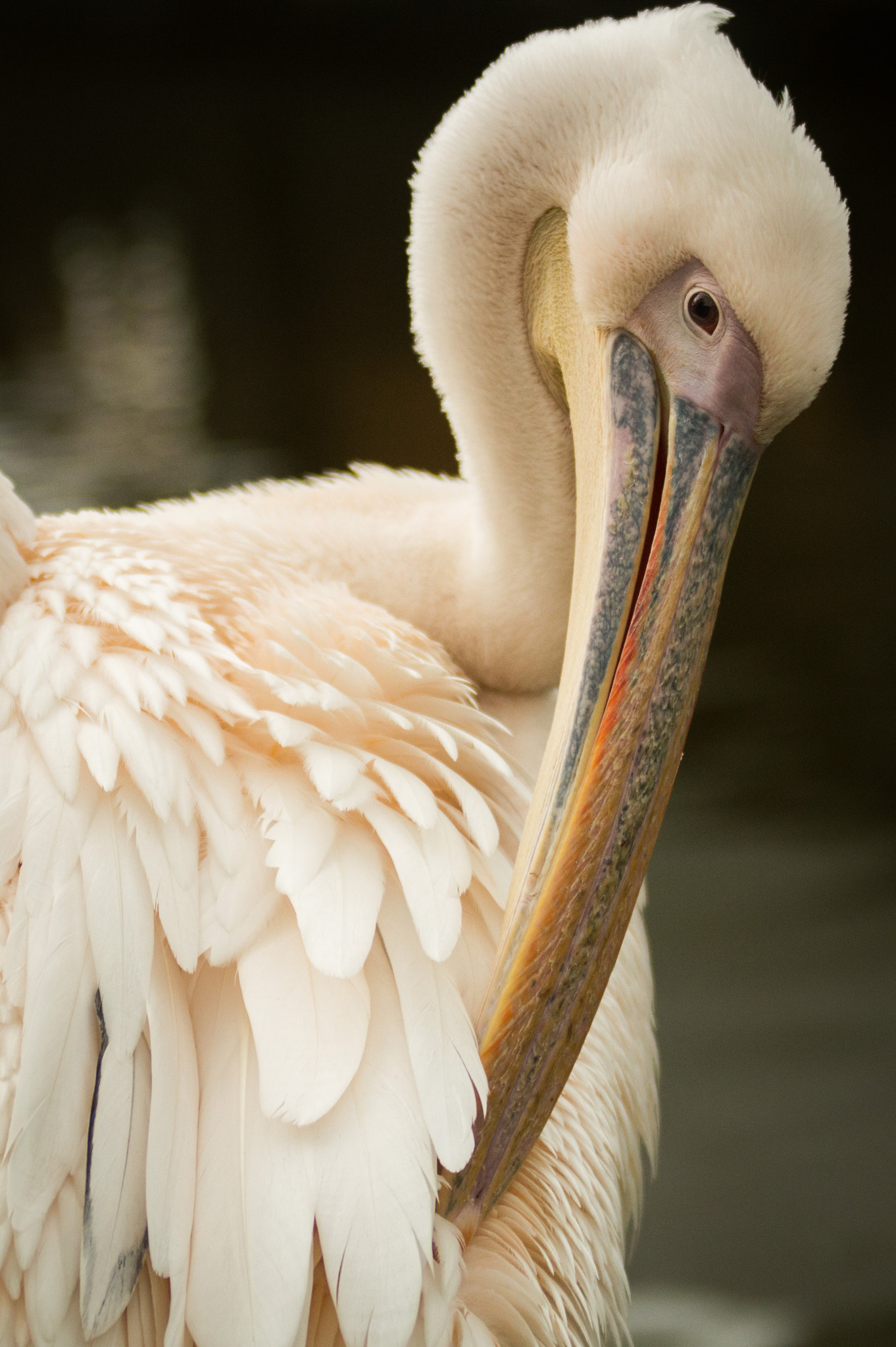 Sigma 70-200mm F2.8 EX DG OS HSM sample photo. Pairi daiza photography