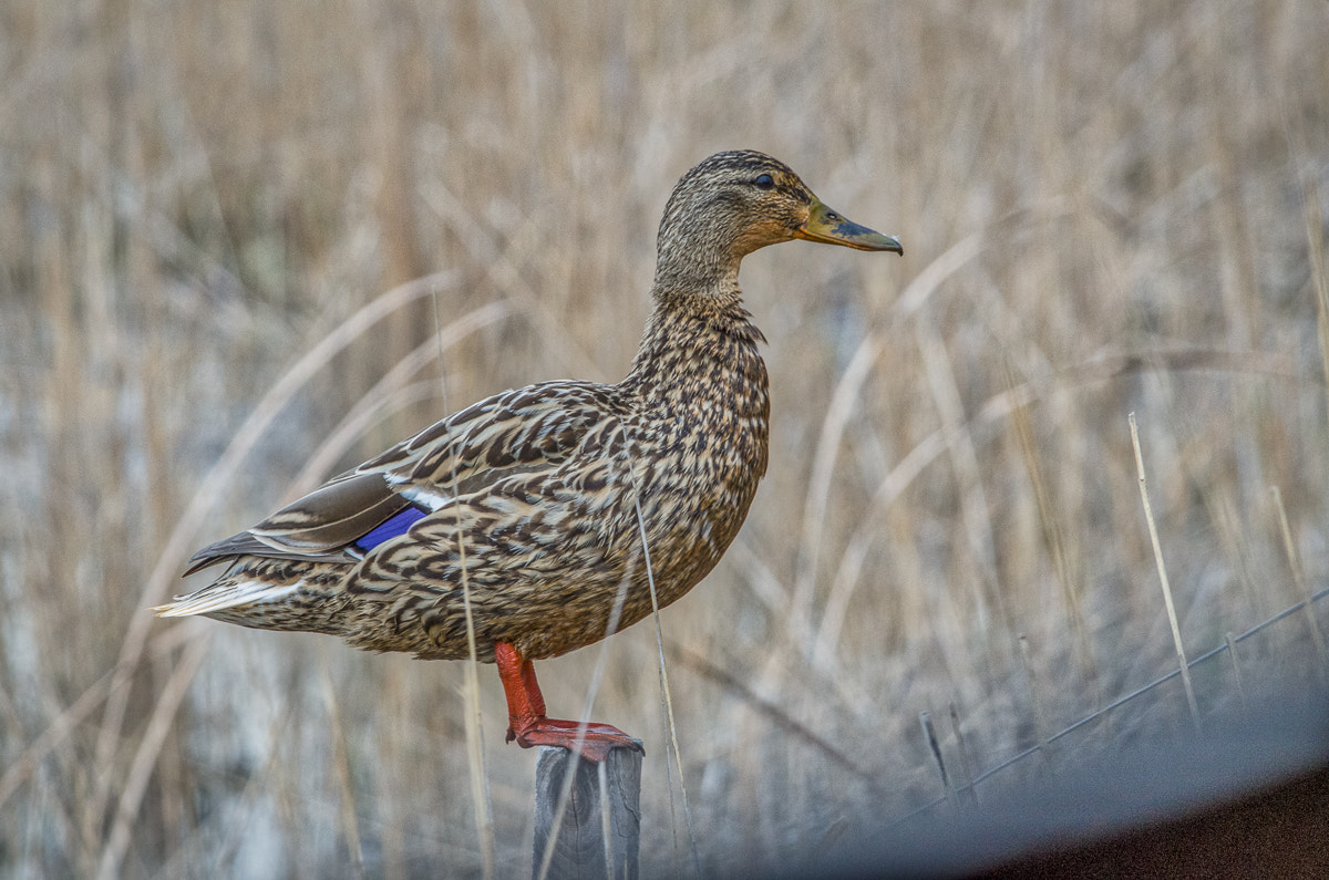 Sigma 120-400mm F4.5-5.6 DG OS HSM sample photo. Observation............ photography