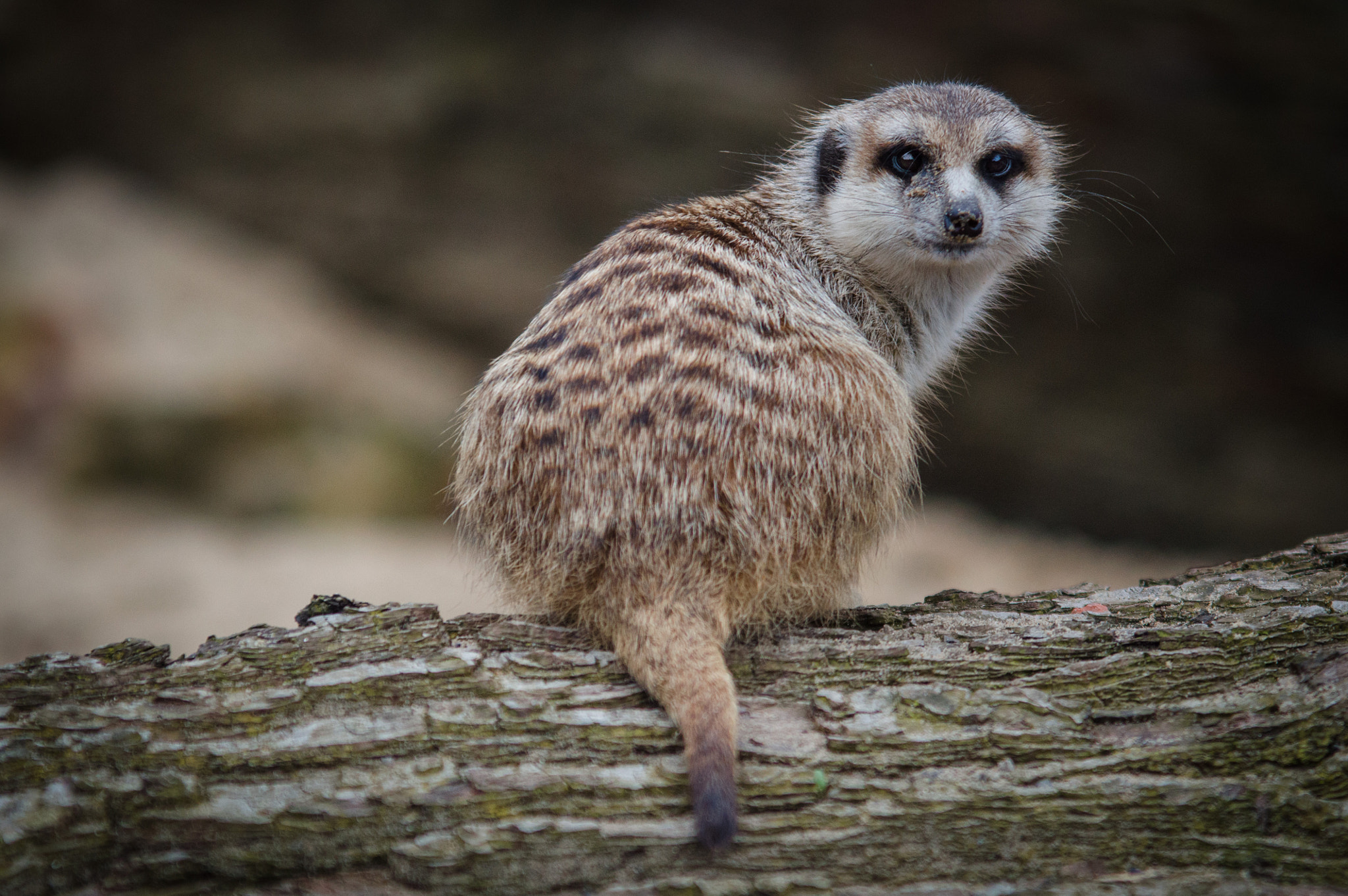 Nikon D3200 + Sigma 70-200mm F2.8 EX DG OS HSM sample photo. Pairi daiza photography