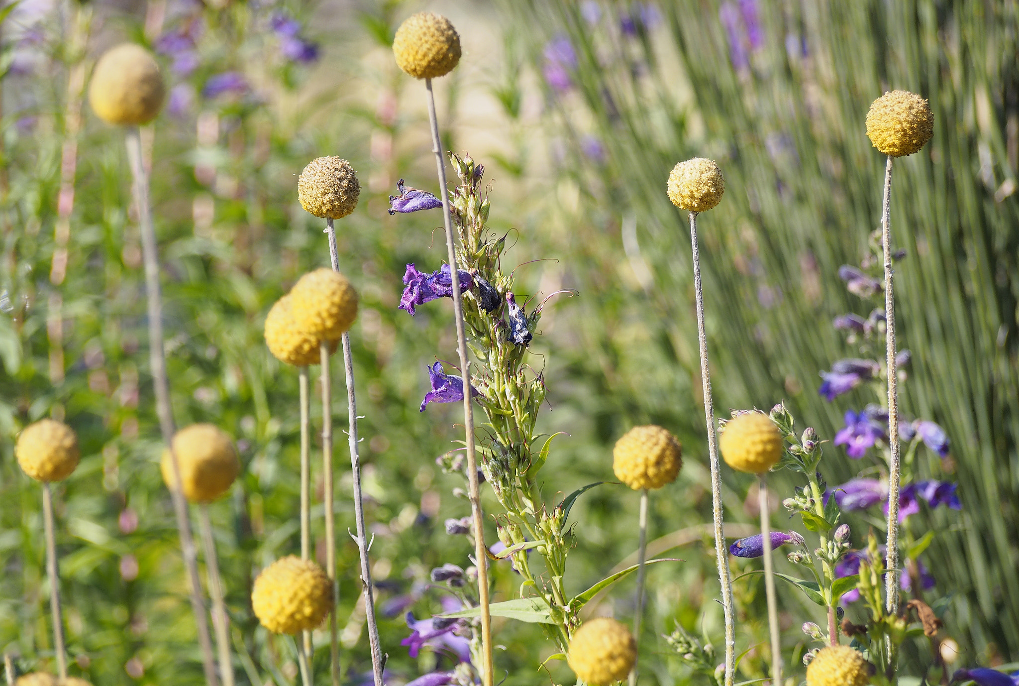 Olympus PEN E-P5 sample photo. At the garden photography