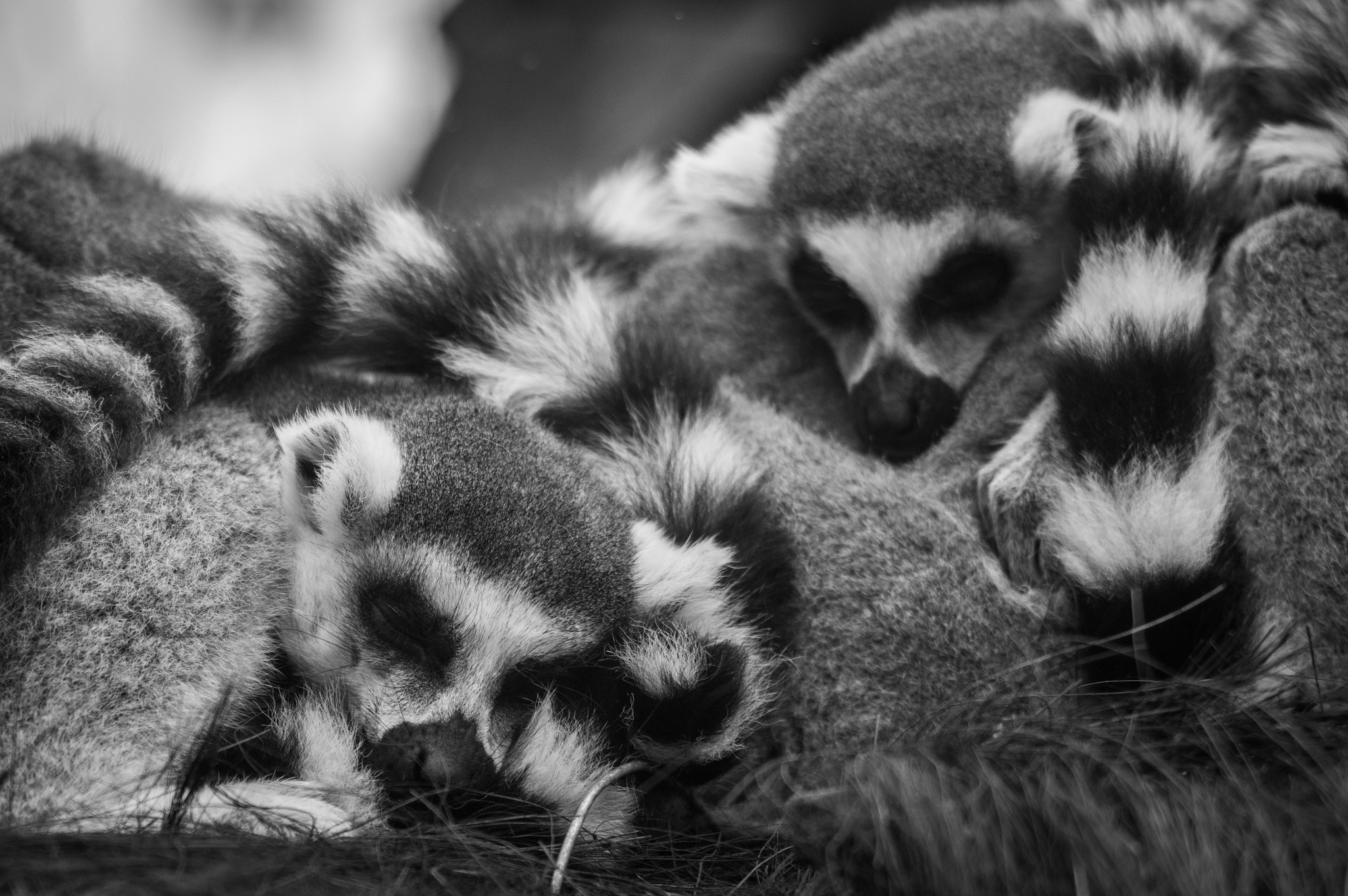 Sigma 70-200mm F2.8 EX DG OS HSM sample photo. Pairi daiza photography