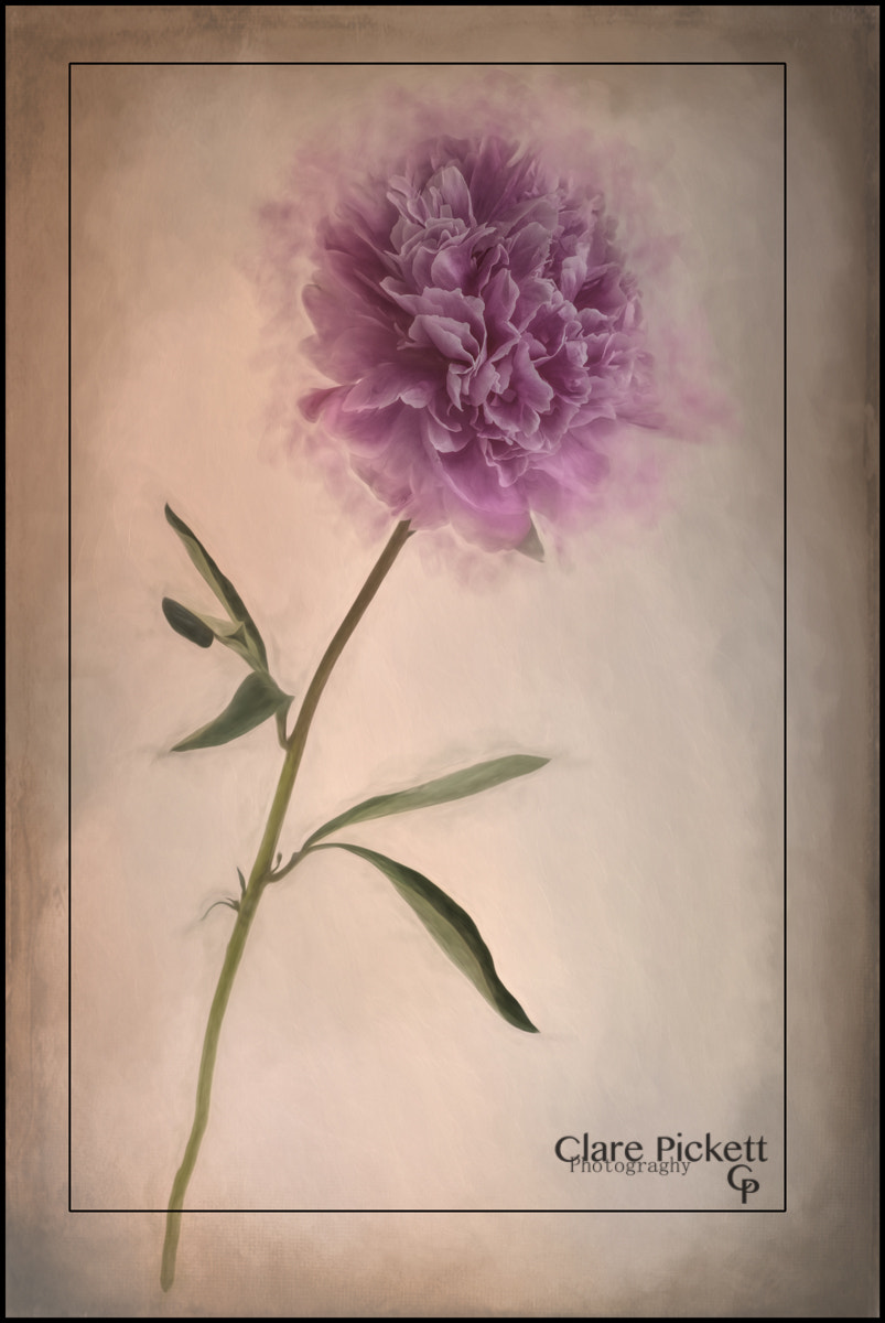 Sony 35mm F1.4 G sample photo. Peony photography