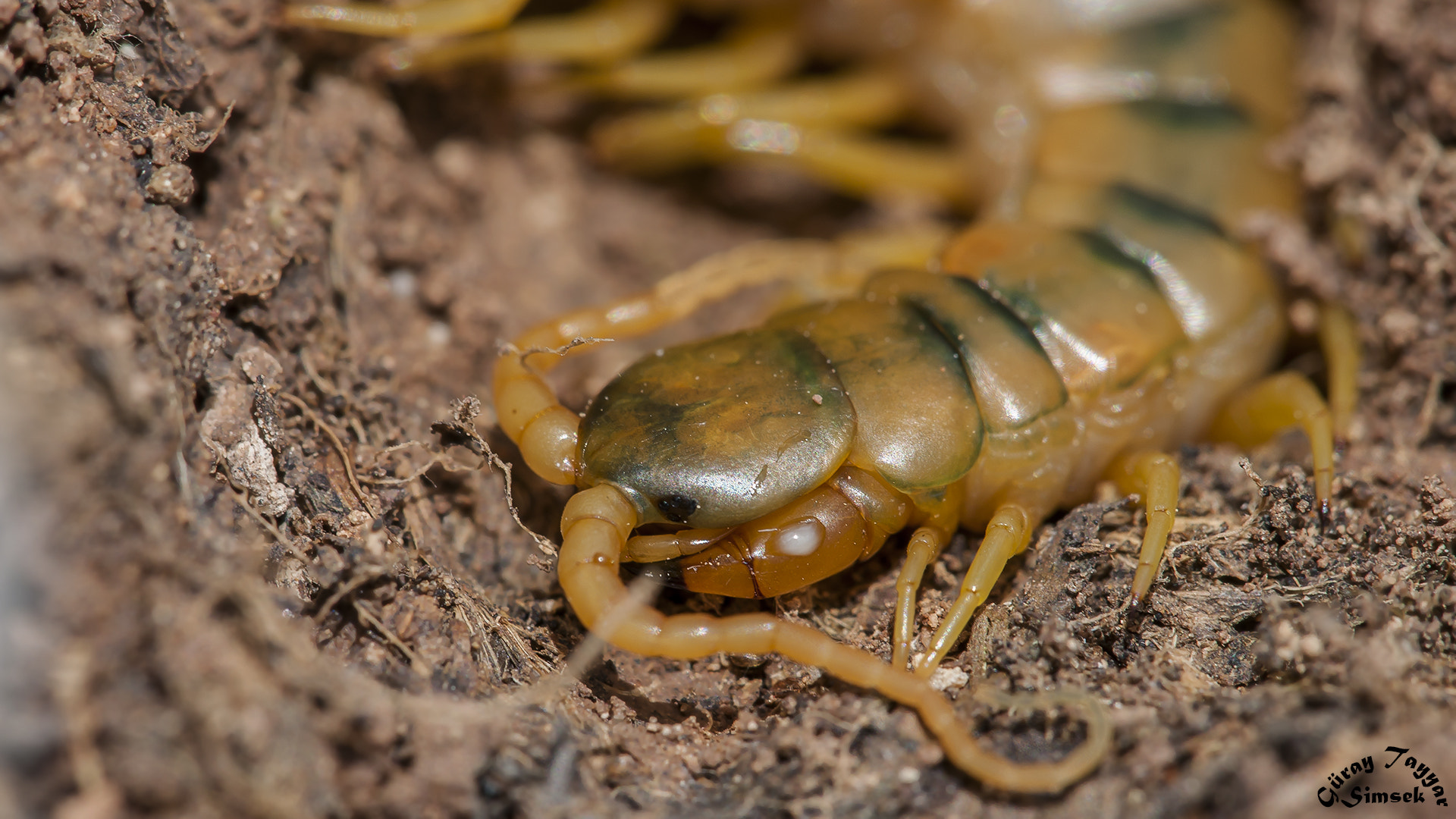 Sigma 150mm F2.8 EX DG Macro HSM sample photo. Centipede photography