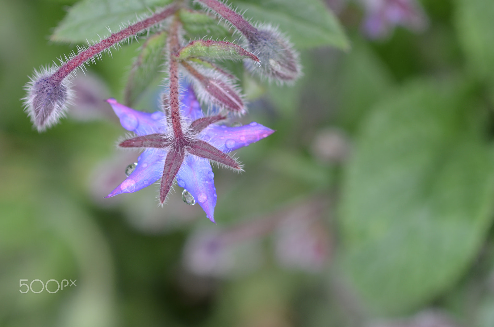 Nikon D7000 + Sigma 105mm F2.8 EX DG Macro sample photo. From above photography