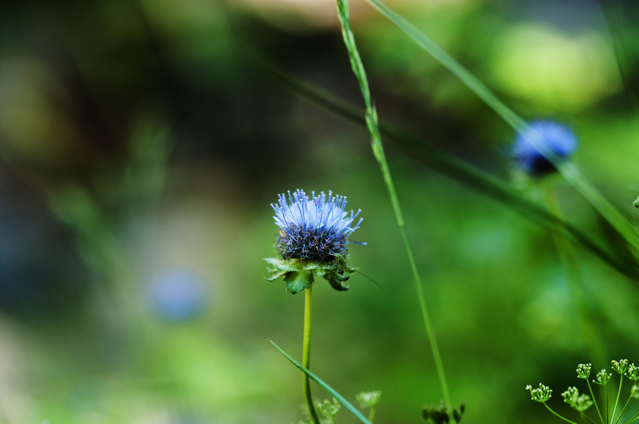 Sigma 105mm F2.8 EX DG OS HSM sample photo. Flor photography