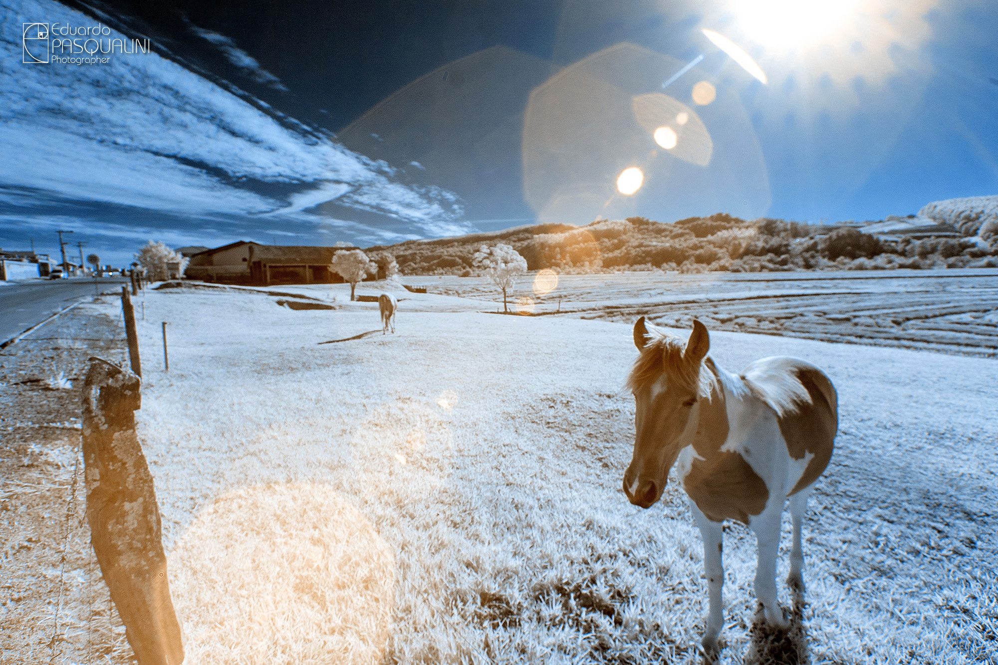 Canon EOS 30D + Sigma 10-20mm F3.5 EX DC HSM sample photo. Infrared horse photography