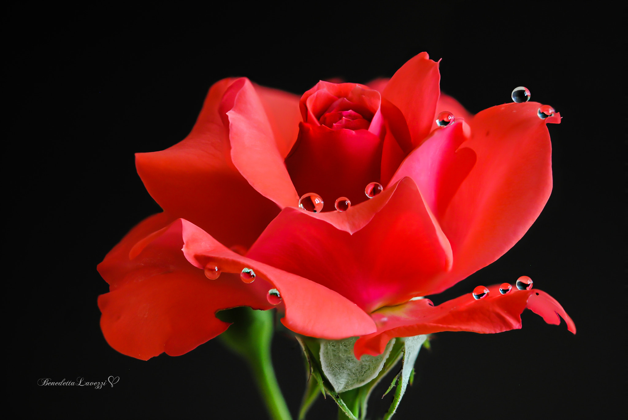Sigma 105mm F2.8 EX DG OS HSM sample photo. The qeen photography