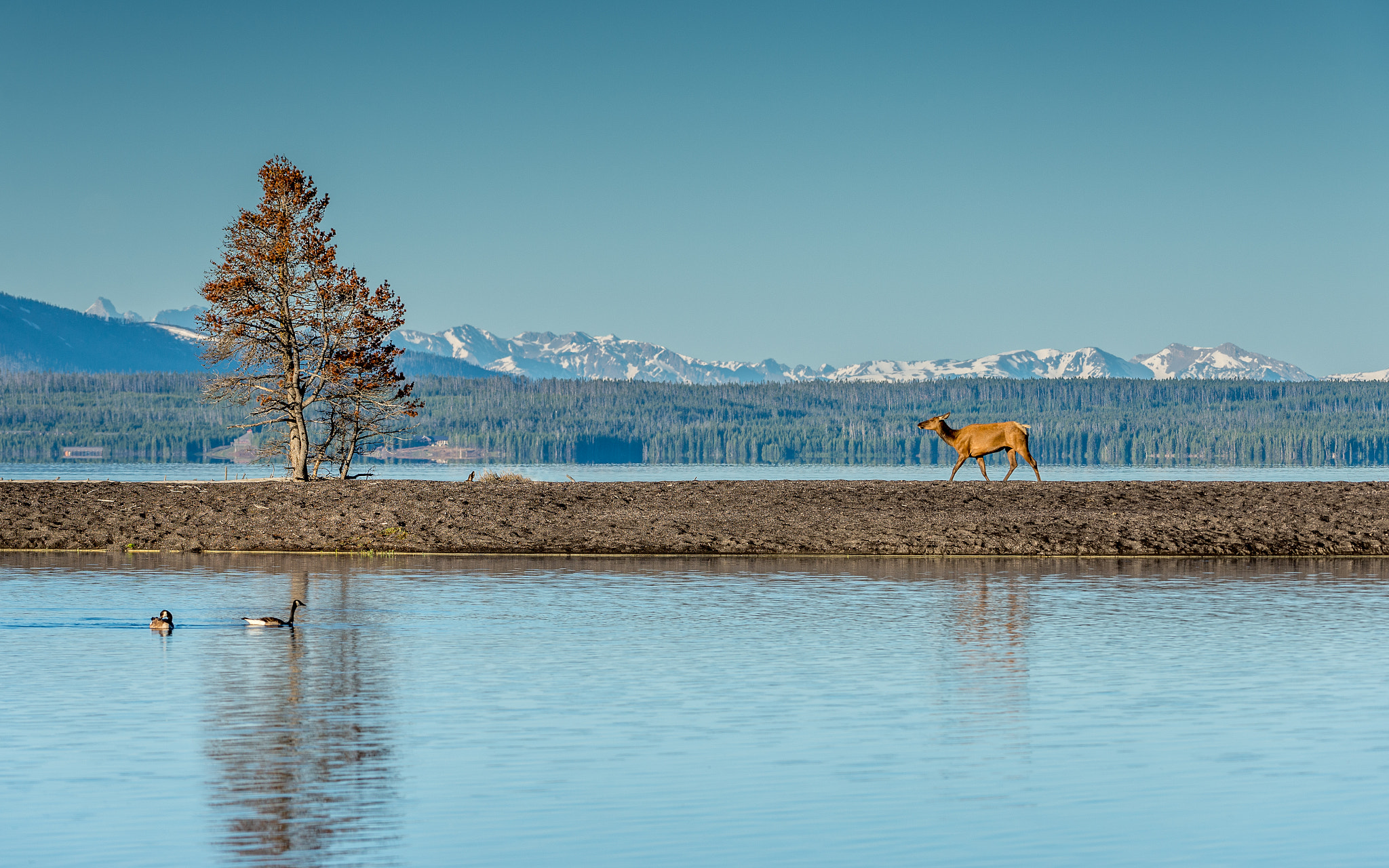 Nikon D600 sample photo. Yellowstone lake photography