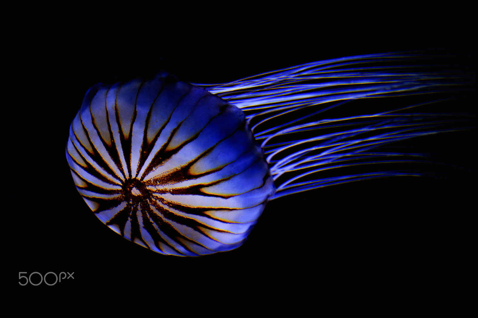 Canon EF 28-80mm f/3.5-5.6 sample photo. Qualle photography