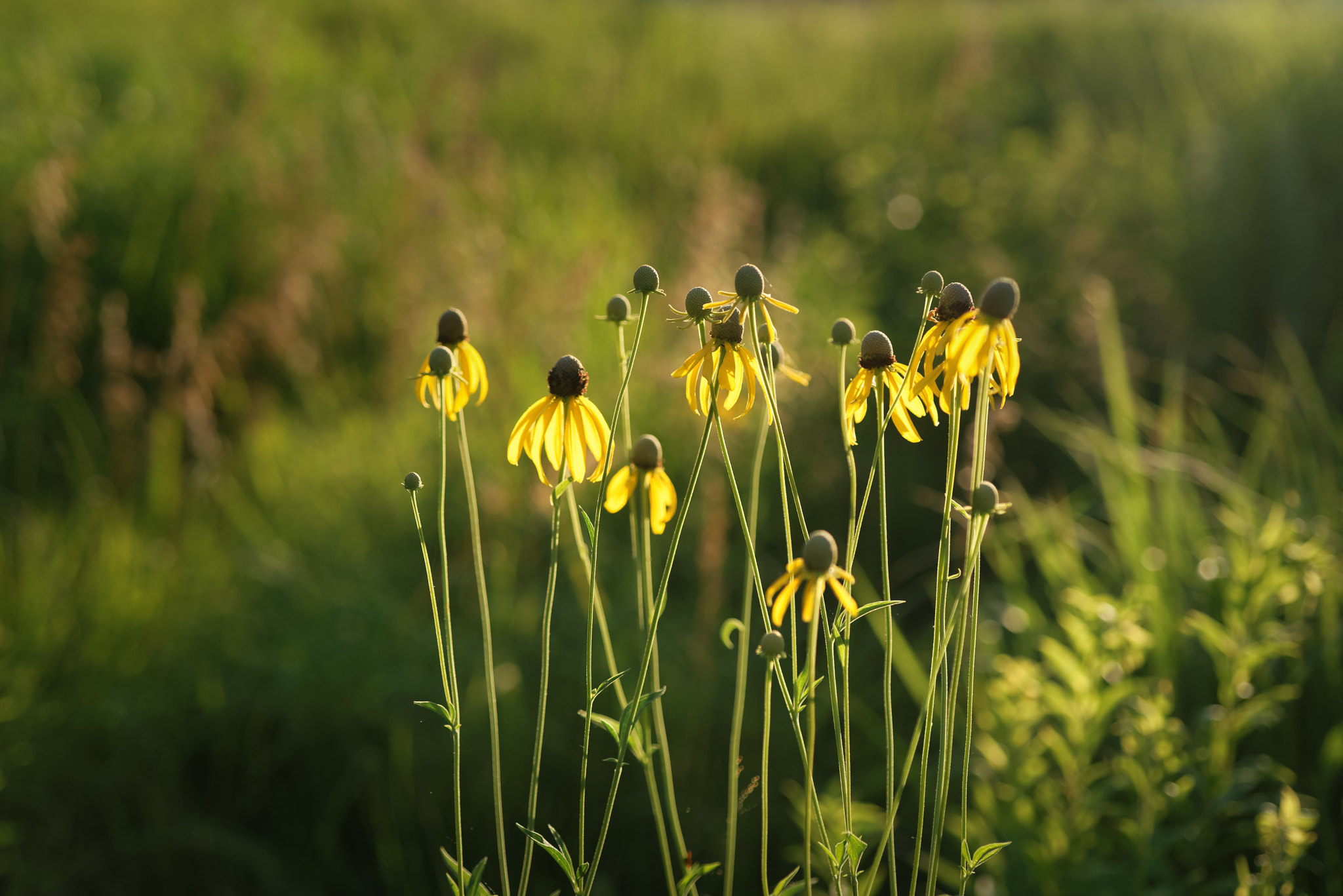AF Micro-Nikkor 60mm f/2.8 sample photo. Prairie sunset, grey-headed coneflower photography