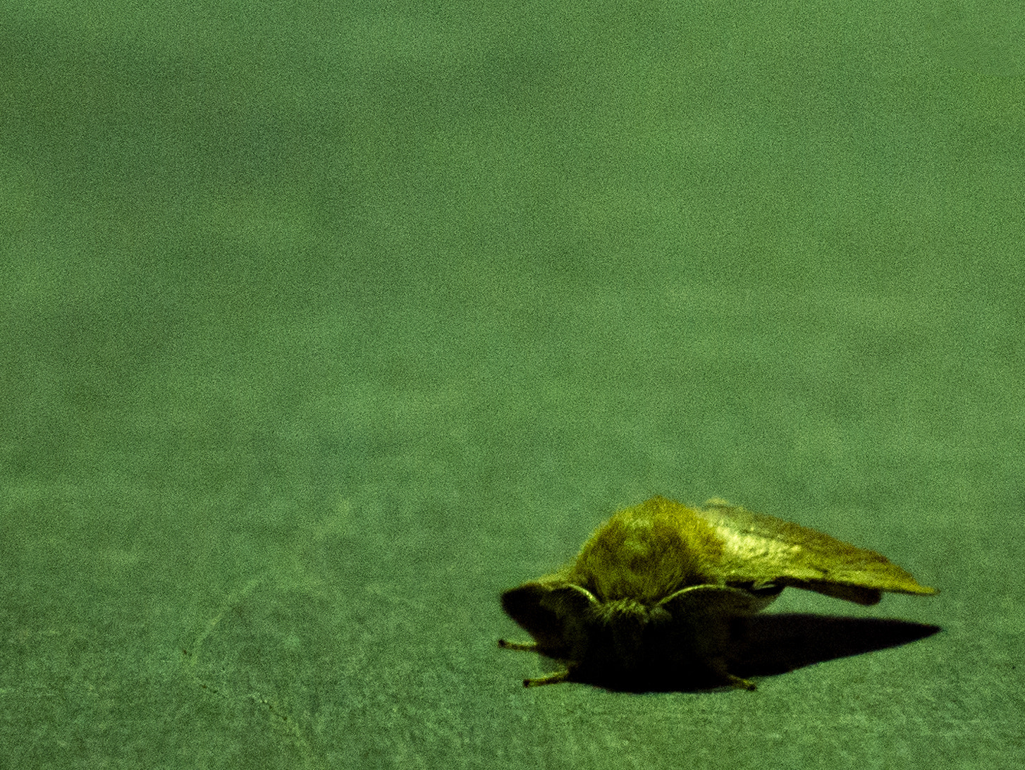 Panasonic Lumix DMC-GF7 sample photo. Bat moth photography