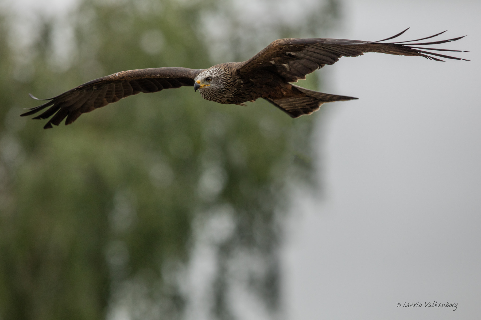 Canon EF 300mm F2.8L IS II USM sample photo. Red kite photography