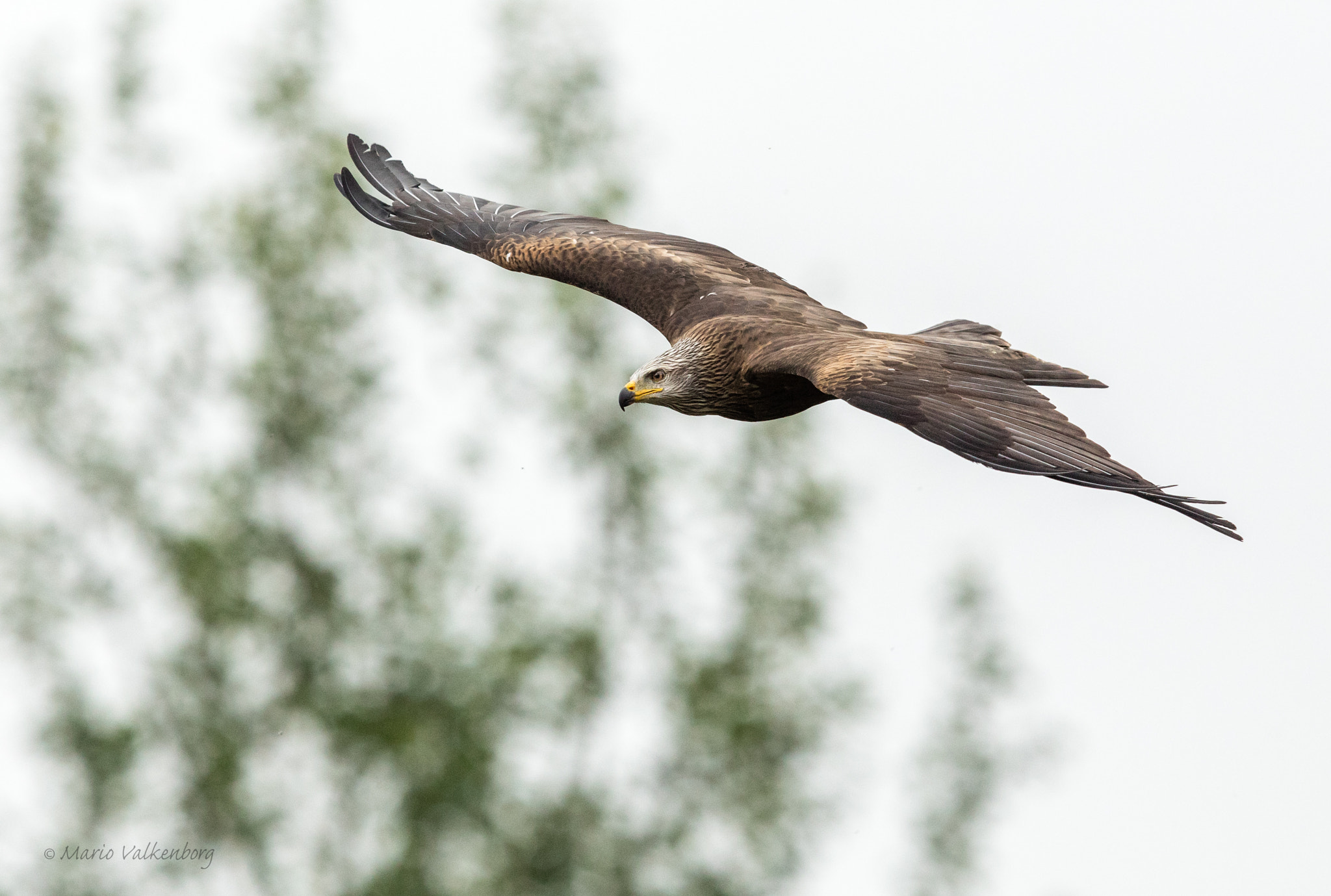 Canon EF 300mm F2.8L IS II USM sample photo. Red kite photography