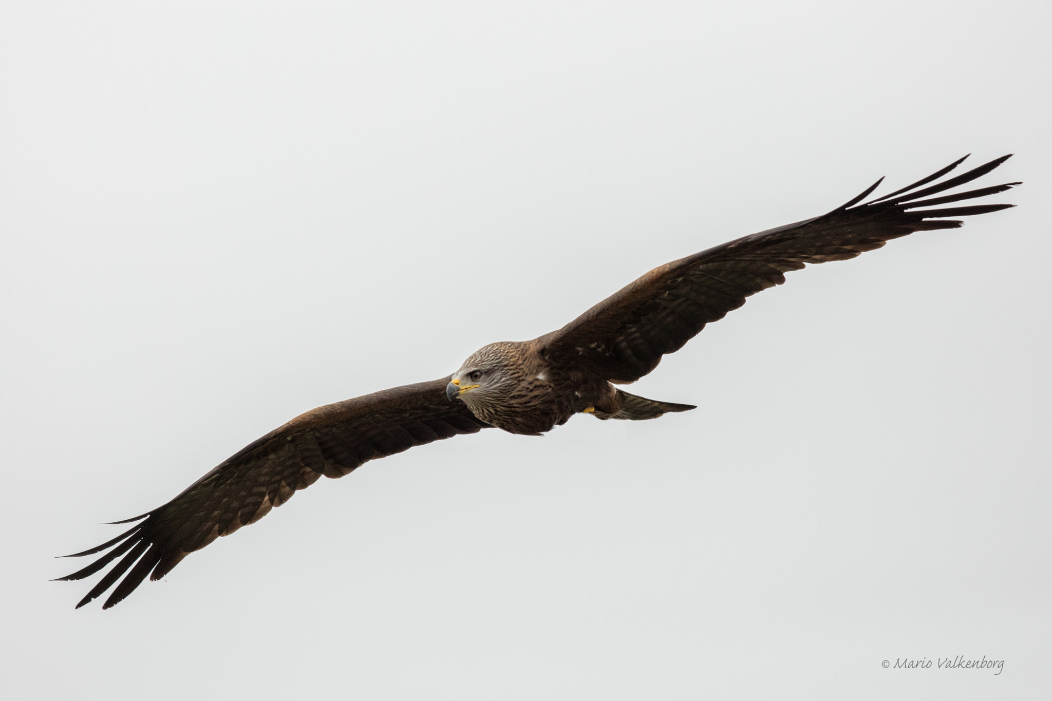 Canon EF 300mm F2.8L IS II USM sample photo. Red kite photography