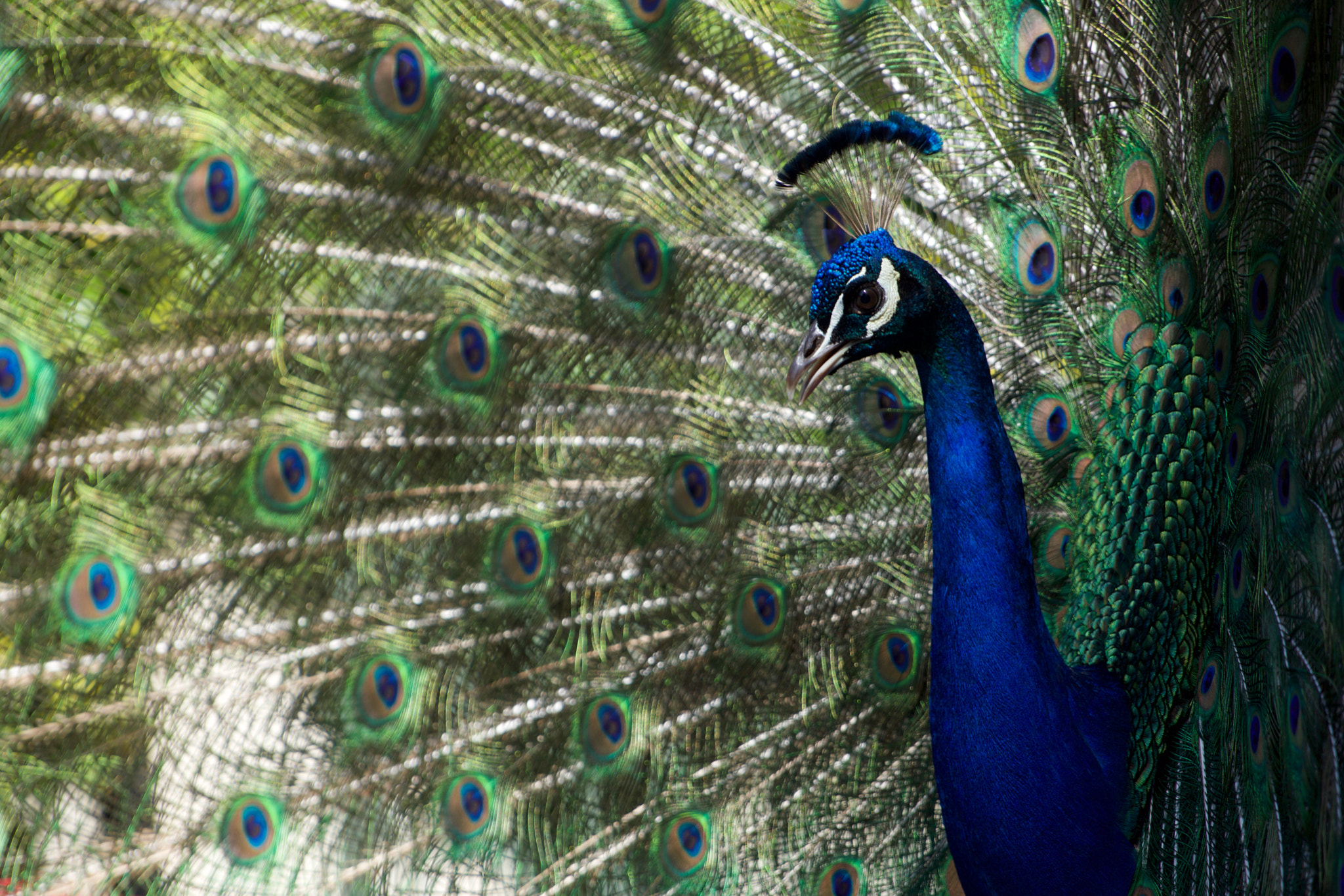 Sony a6000 + Sony FE 70-200mm F4 G OSS sample photo. Peacock time photography