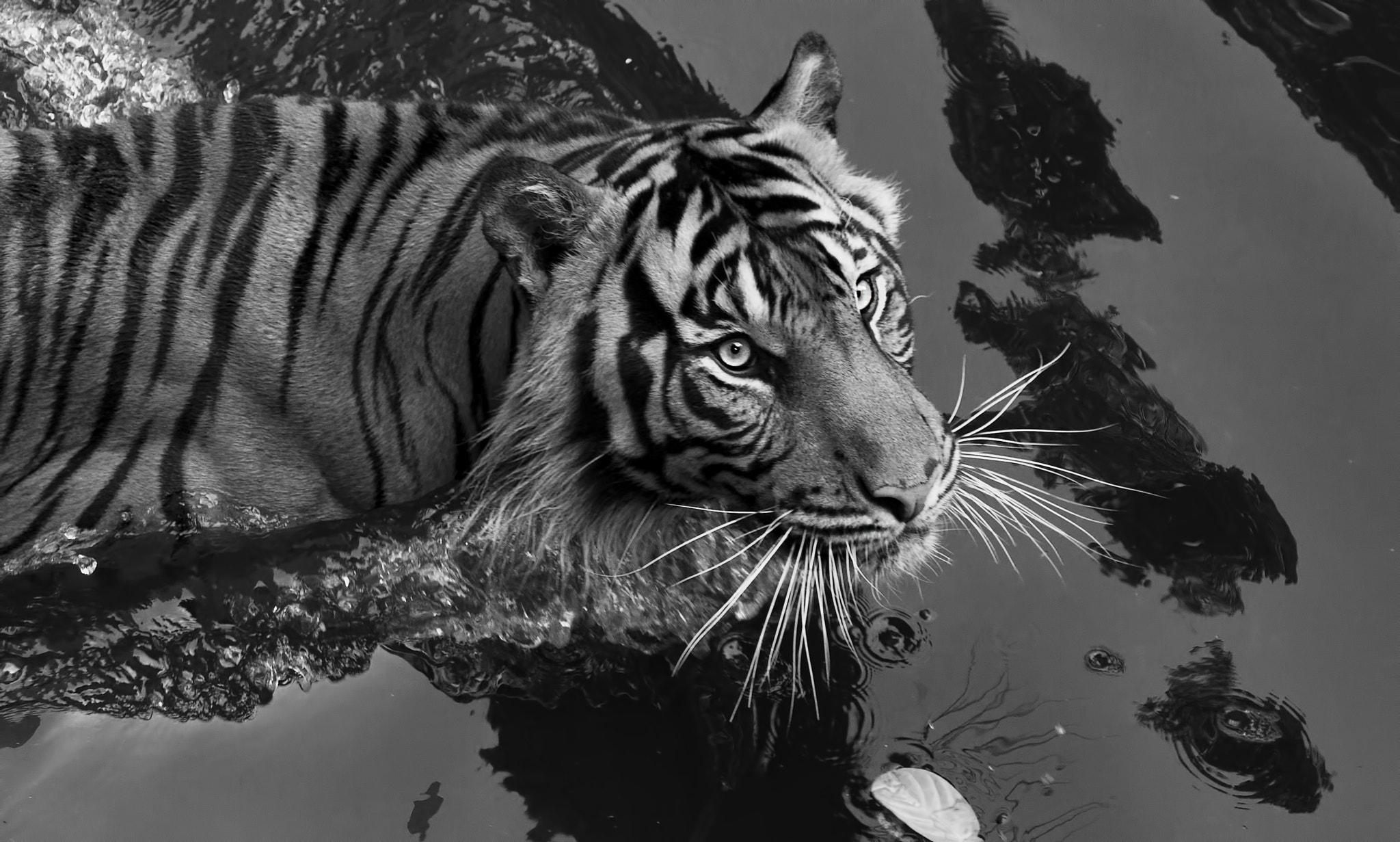 AF Zoom-Nikkor 75-300mm f/4.5-5.6 sample photo. Tiger photography