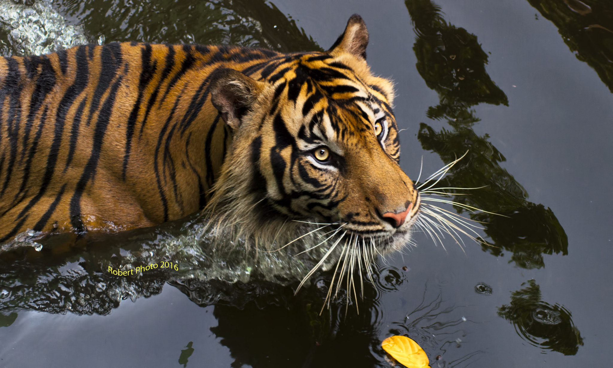 AF Zoom-Nikkor 75-300mm f/4.5-5.6 sample photo. Tiger photography