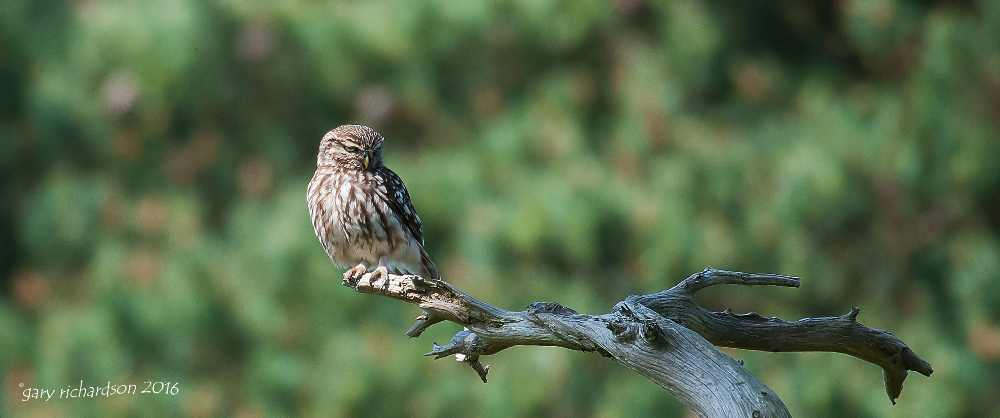 Nikon D300 + Nikon AF-S Nikkor 500mm F4G ED VR sample photo. Little owl () photography