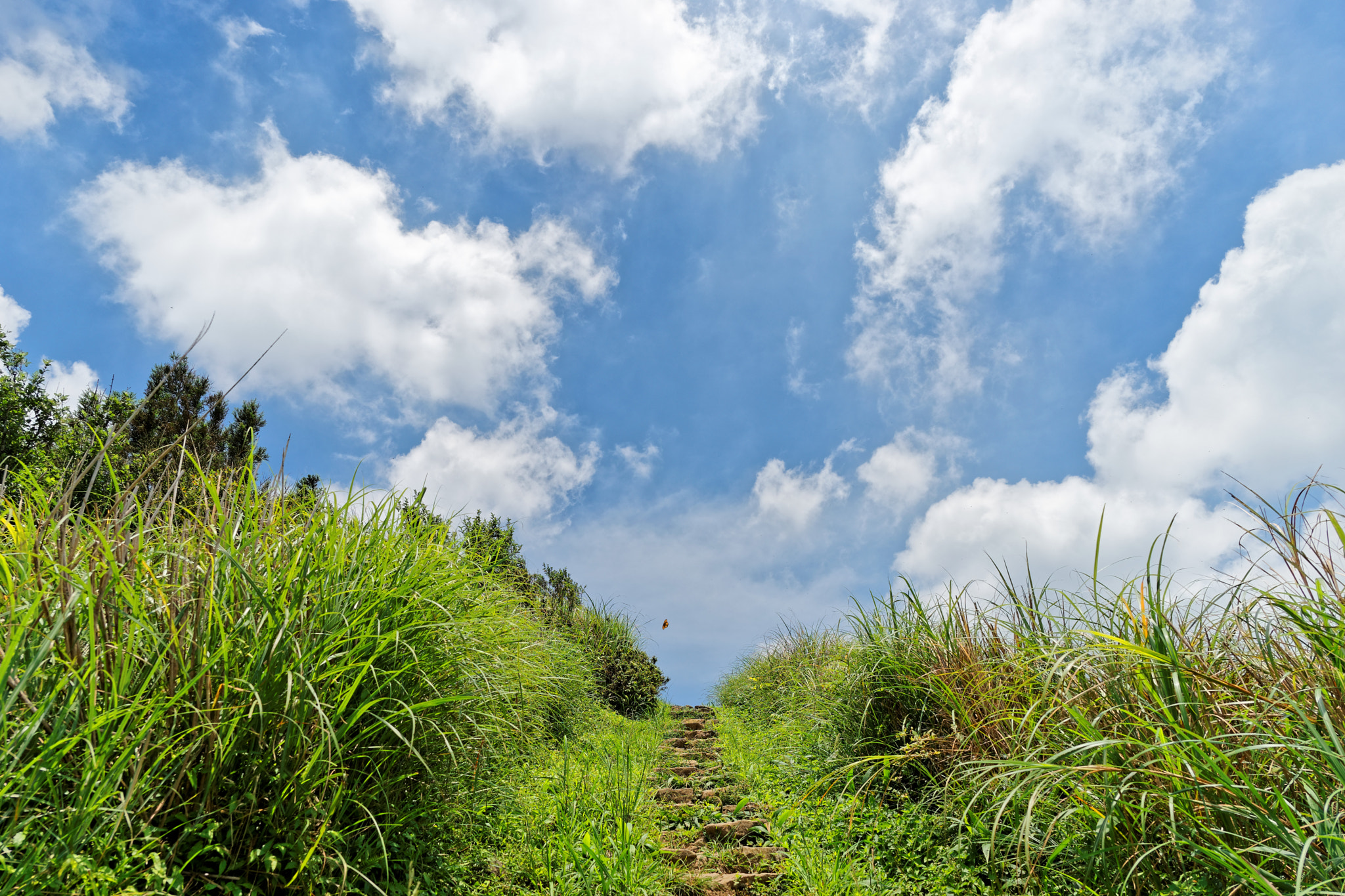 Sony a7 + ZEISS Batis 25mm F2 sample photo. Trail (4) photography
