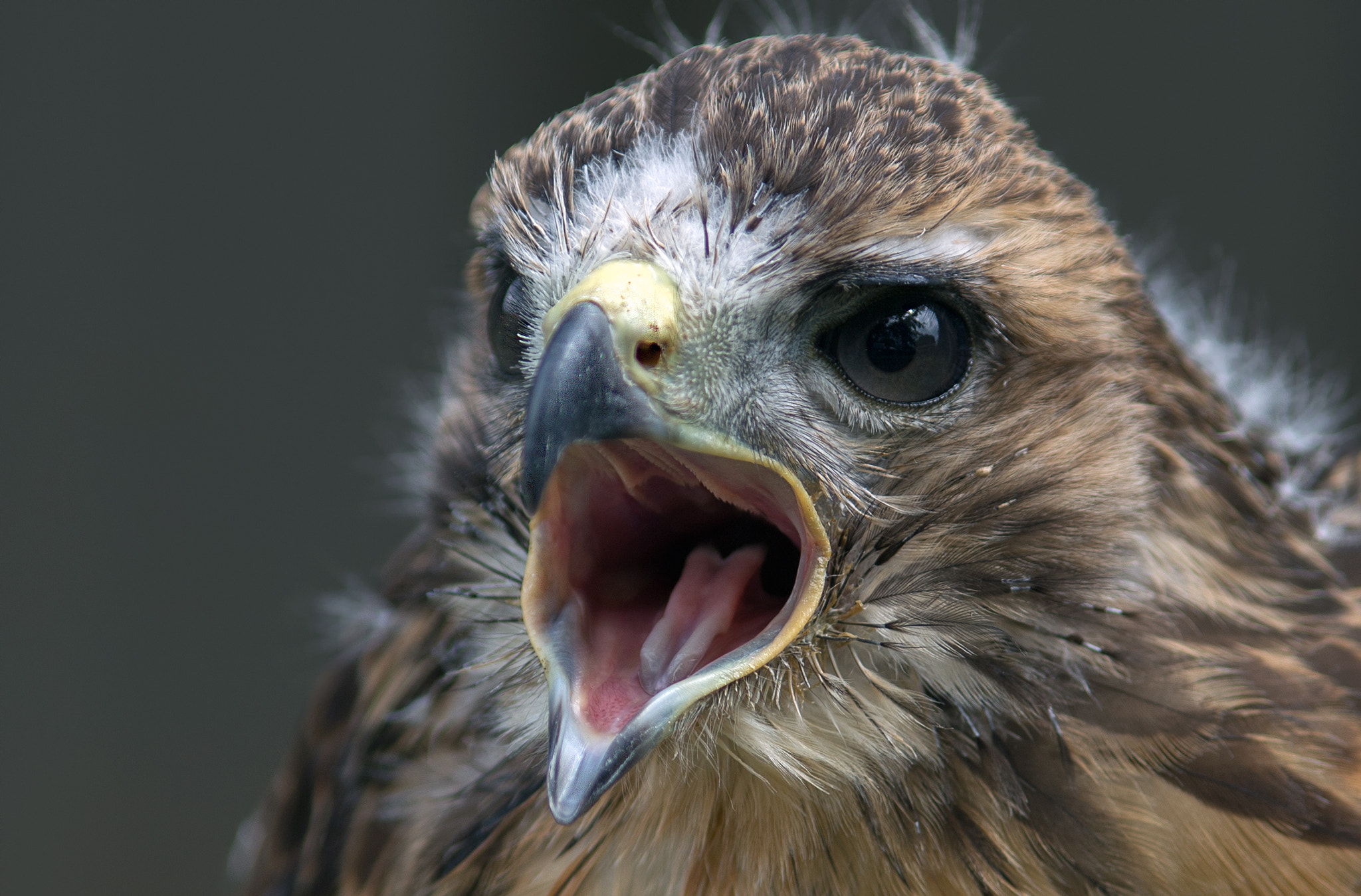 Canon EF 135mm F2L USM sample photo. Hawk photography