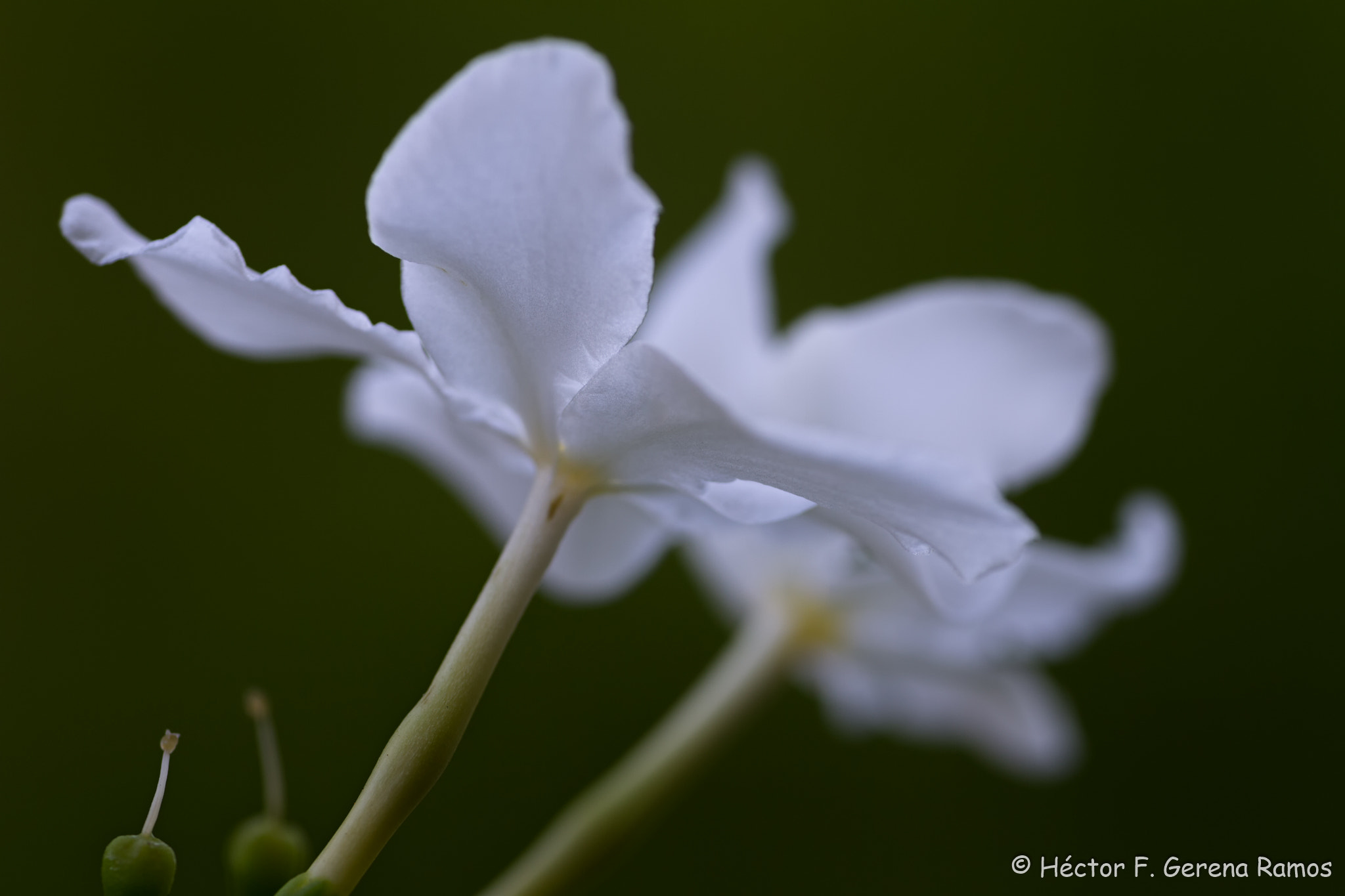 Sigma APO Macro 180mm F2.8 EX DG OS HSM sample photo. Green background photography