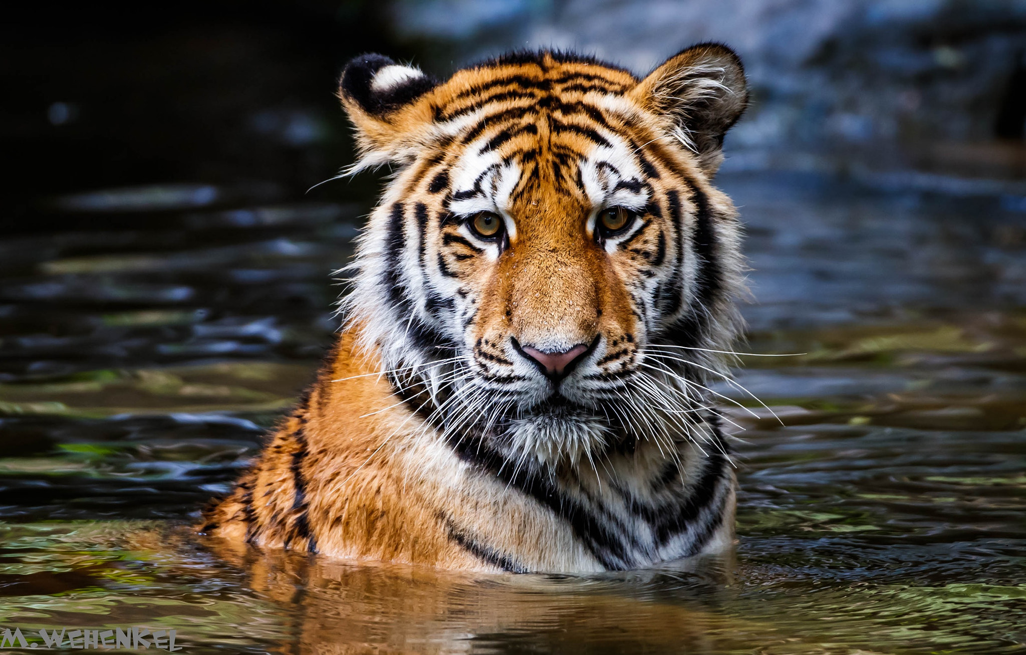 Canon EF 500mm F4L IS USM sample photo. Untitled photography