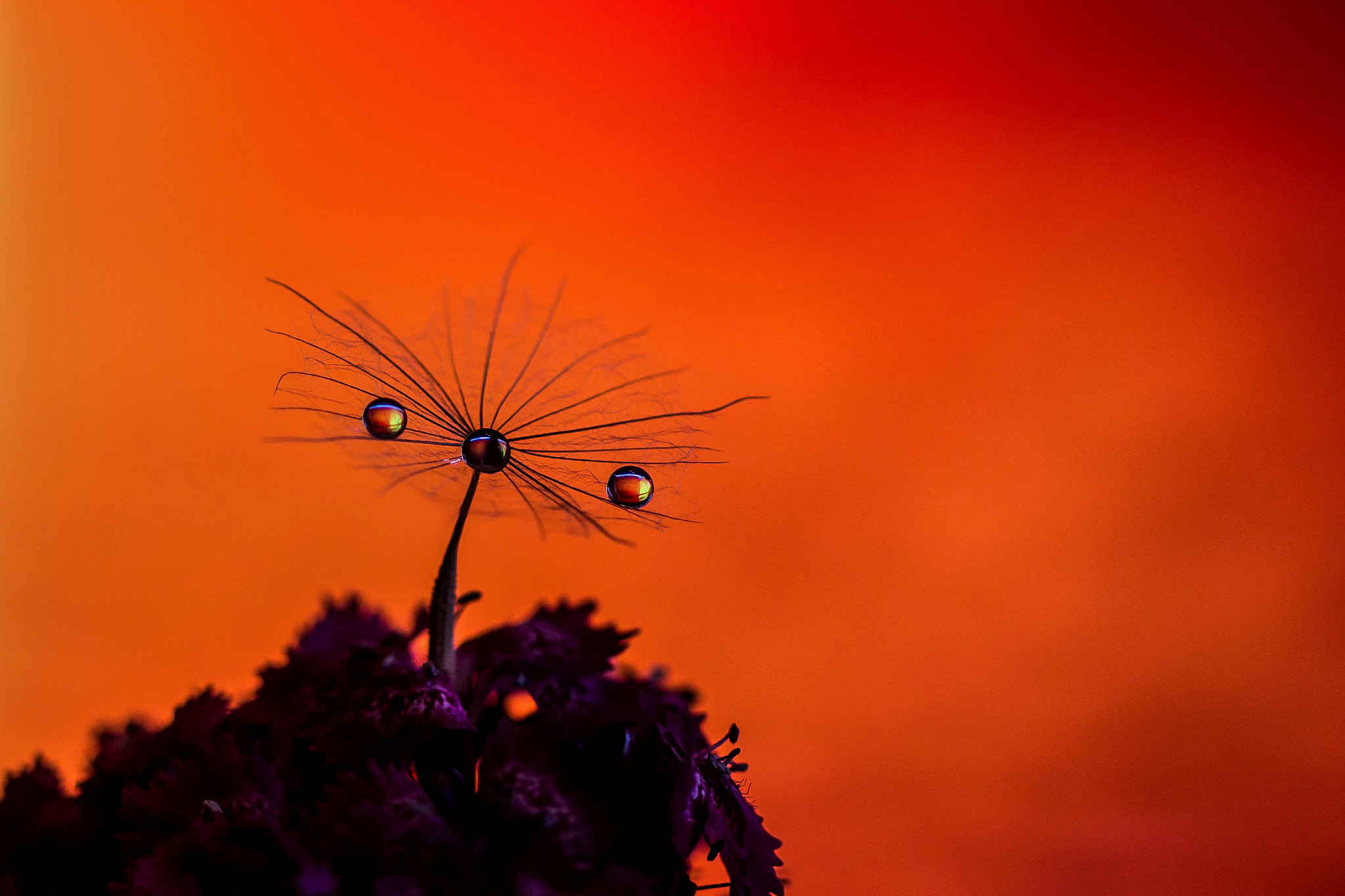 Canon EF 100mm F2.8 Macro USM sample photo. Dreamcatcher photography