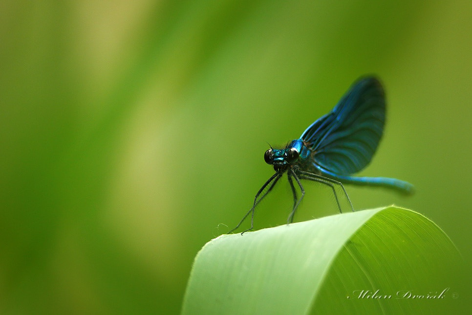 Canon EOS 7D Mark II + Canon EF 300mm F2.8L IS USM sample photo. View from eye to eye across the 960 mm photography