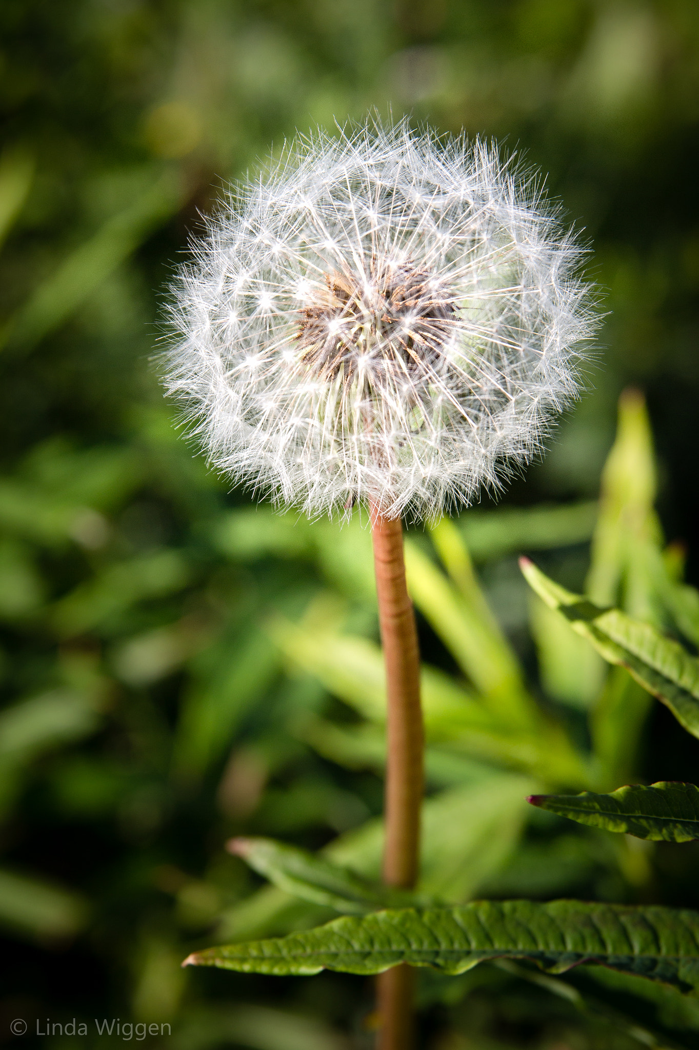 Sigma 17-70mm F2.8-4 DC Macro OS HSM sample photo. Summertime photography