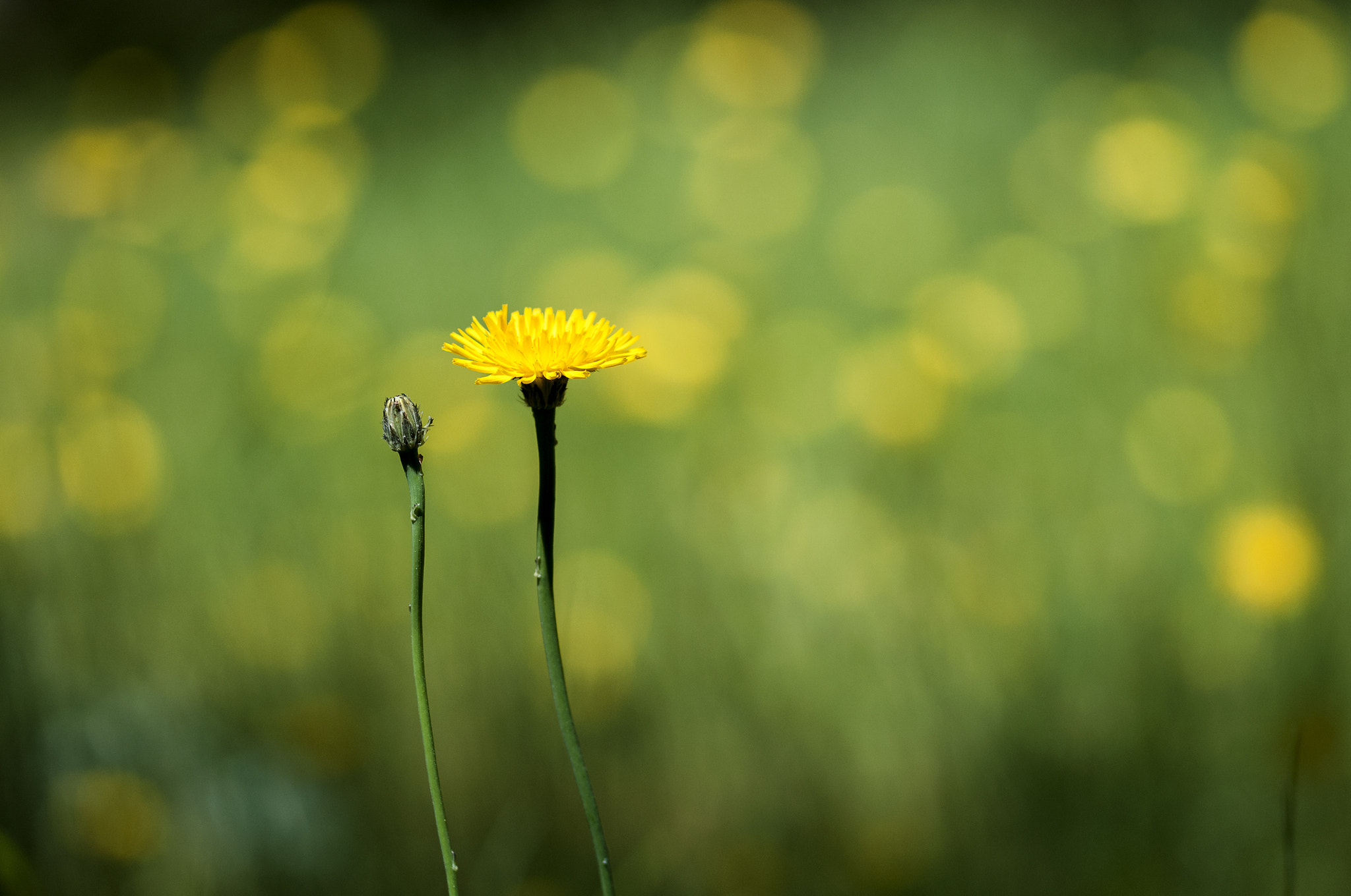 Sigma 105mm F2.8 EX DG OS HSM sample photo. Flor2 photography