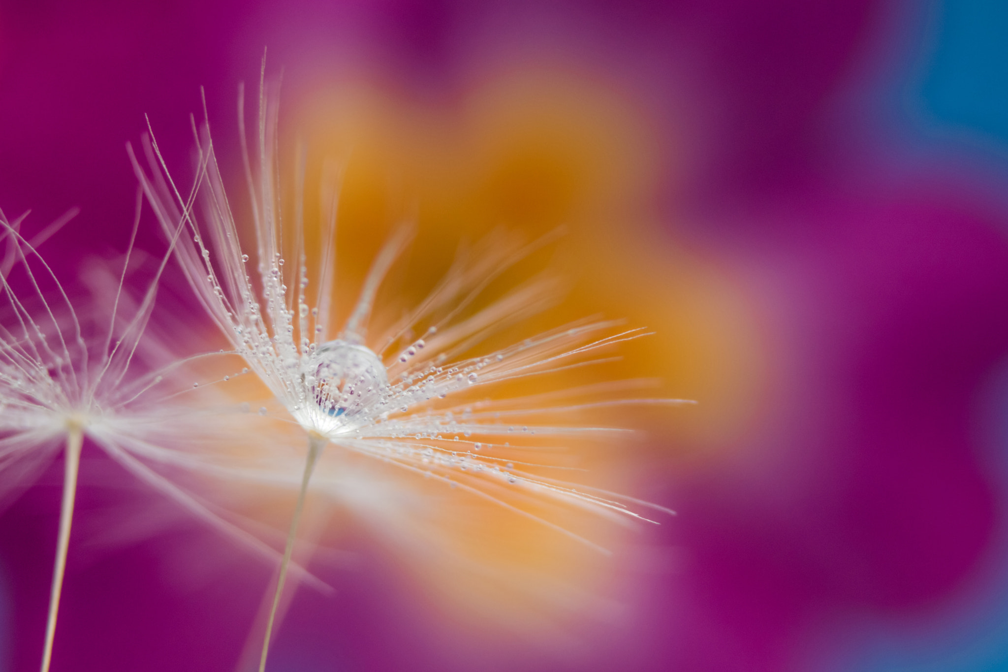 Canon EF 28-70mm f/3.5-4.5 sample photo. Growing pearl photography