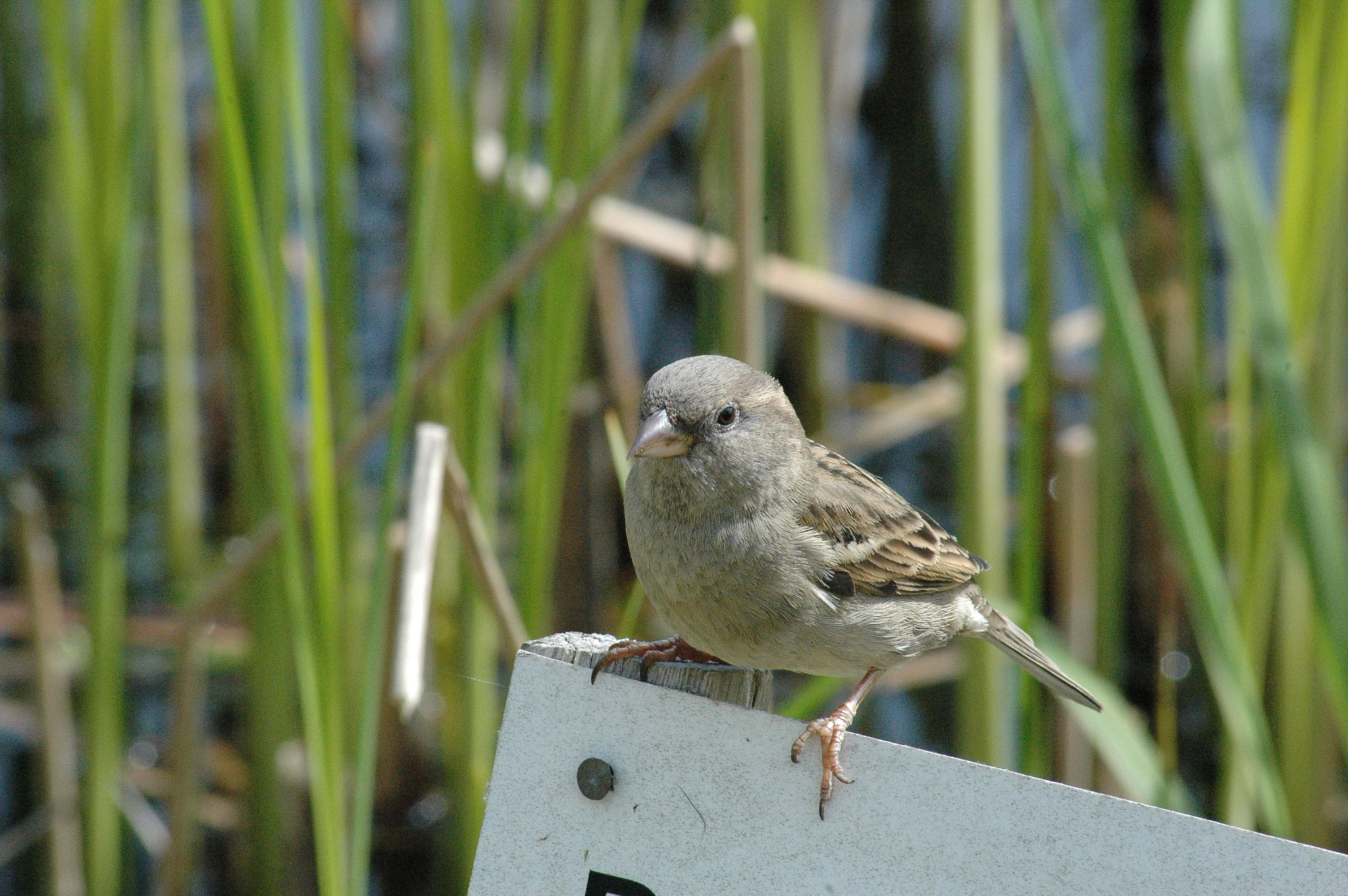 Nikon D70s + Sigma 70-300mm F4-5.6 APO Macro Super II sample photo