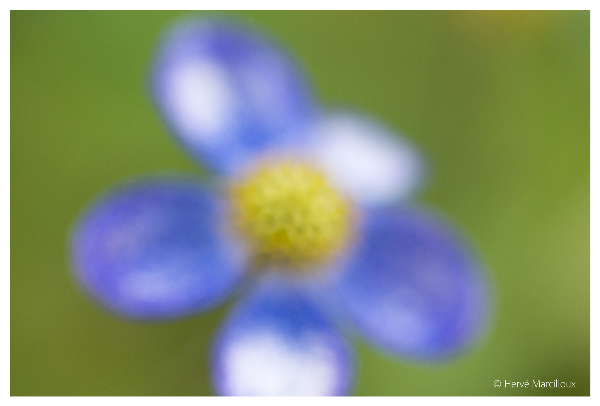 Sony SLT-A77 + 105mm F2.8 sample photo. Look at it, it moves! photography