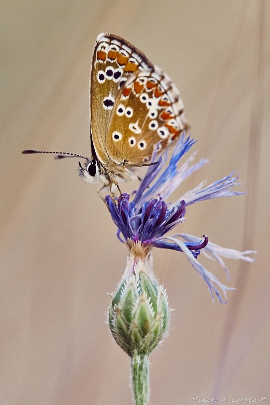 Sony ILCA-77M2 sample photo. Polyommatus icarus photography
