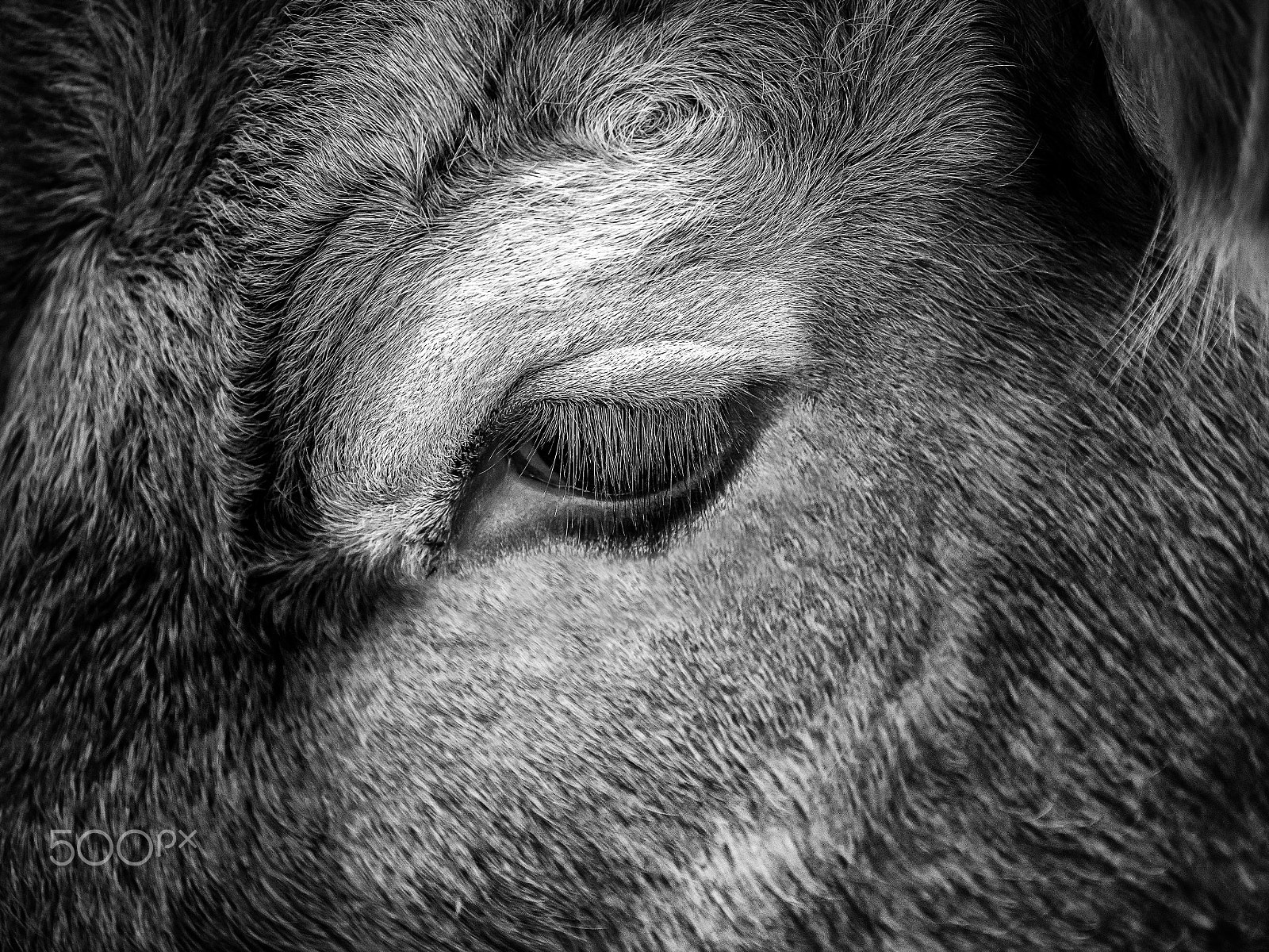 Olympus OM-D E-M5 II sample photo. Bulls eye photography