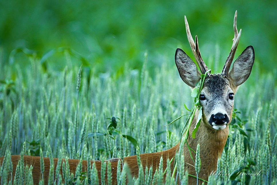 Canon EOS 7D Mark II + Canon EF 300mm F2.8L IS USM sample photo. With an ornament on the head photography