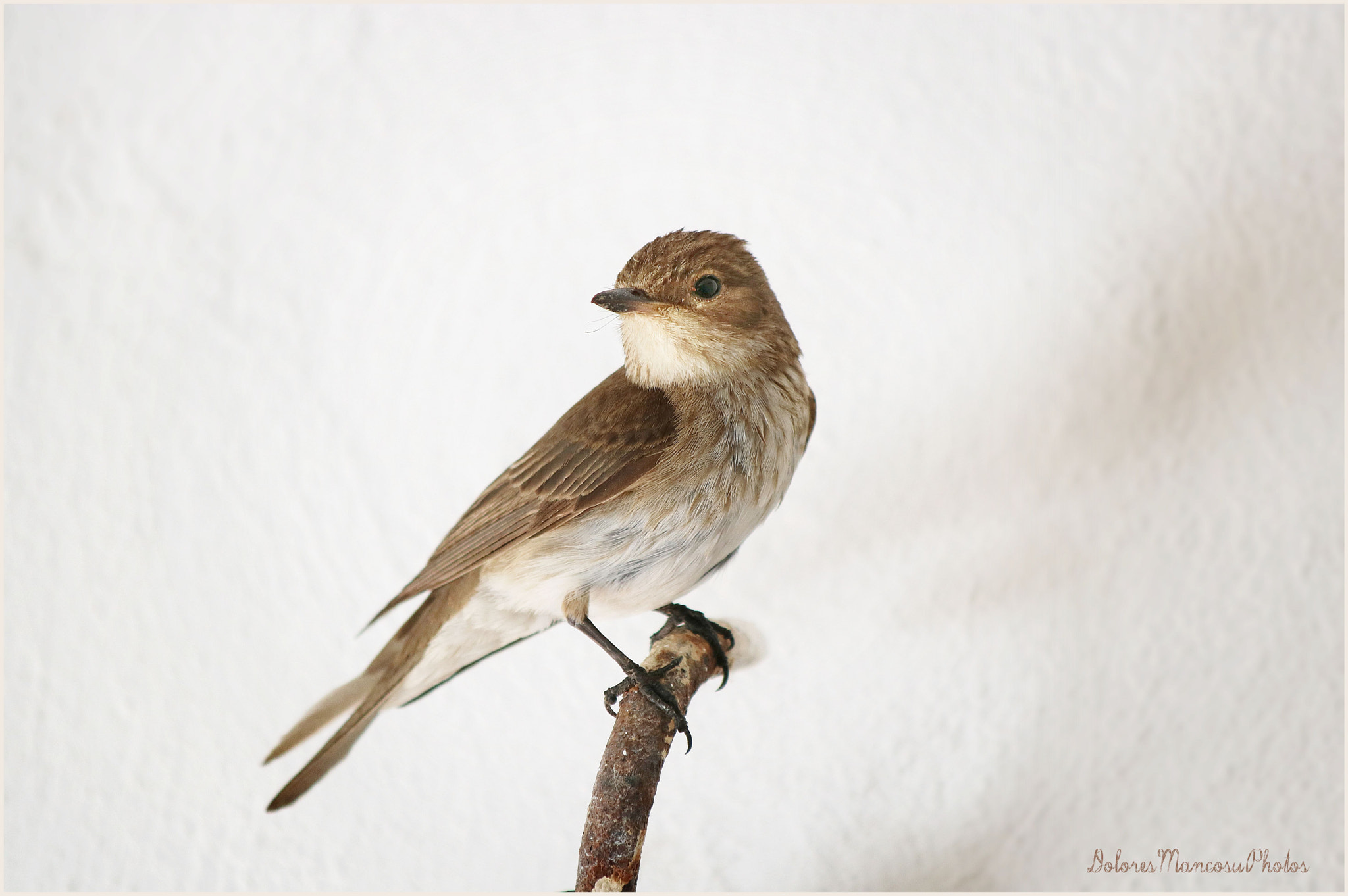 Canon EF 70-300mm F4-5.6 IS USM sample photo. The nightingale photography